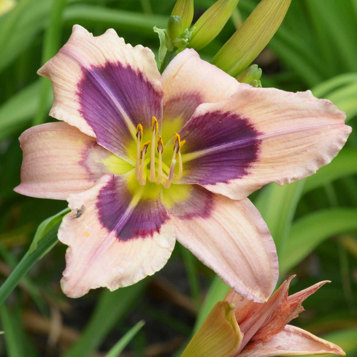 Hemerocallis 'Creative Design'<span>Taglilie</span>