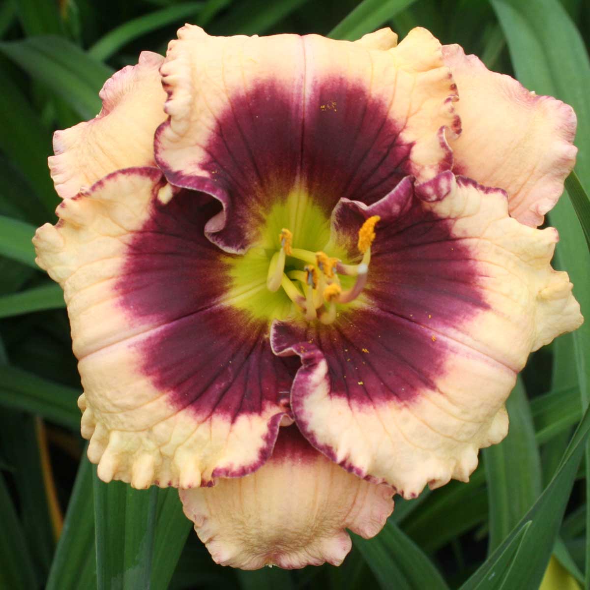 Hemerocallis 'Crystal Pinot'<span>Taglilie</span>