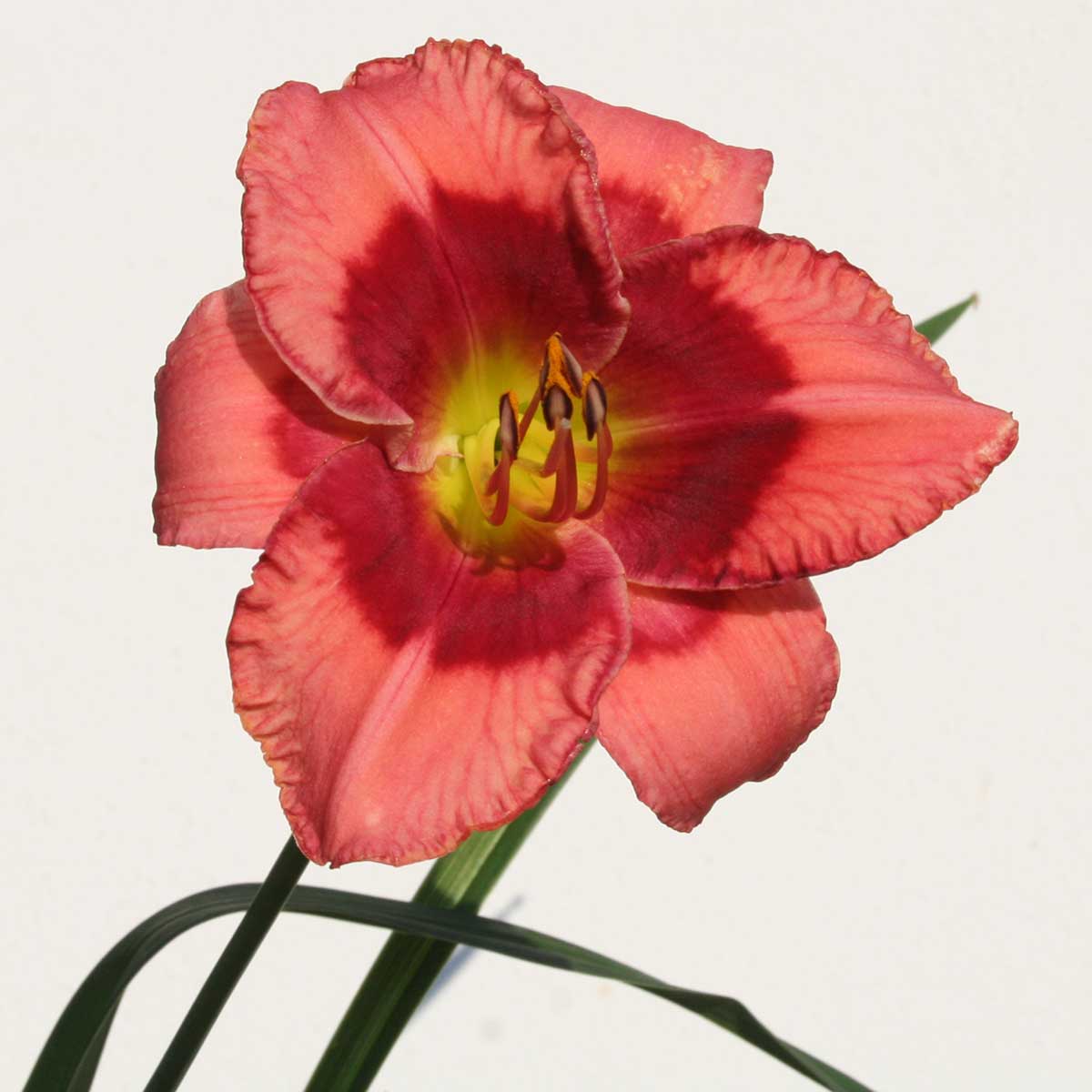 Hemerocallis 'Dan Mahony'<span>Taglilie</span>