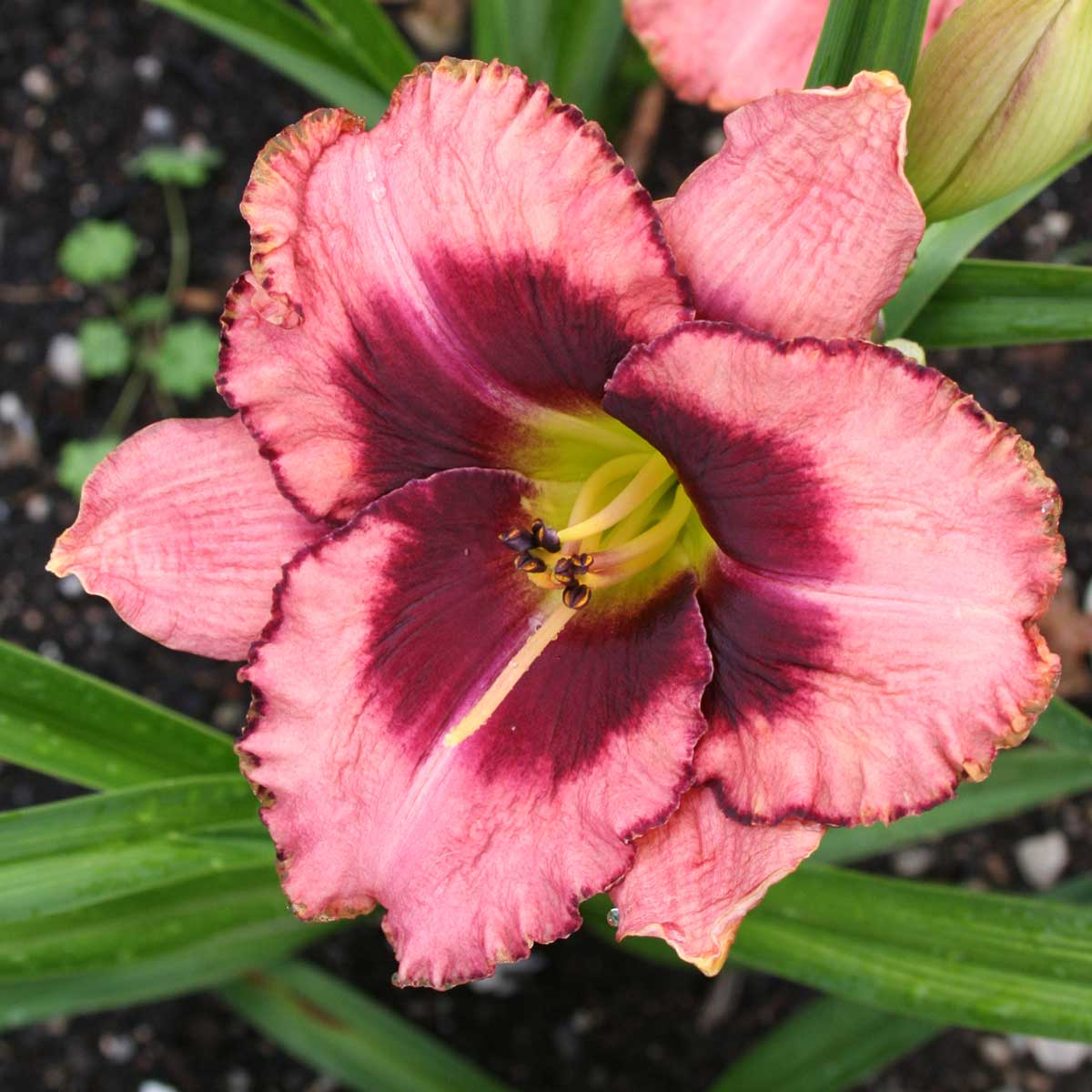 Hemerocallis 'Daring Deception'<span>Taglilie</span>