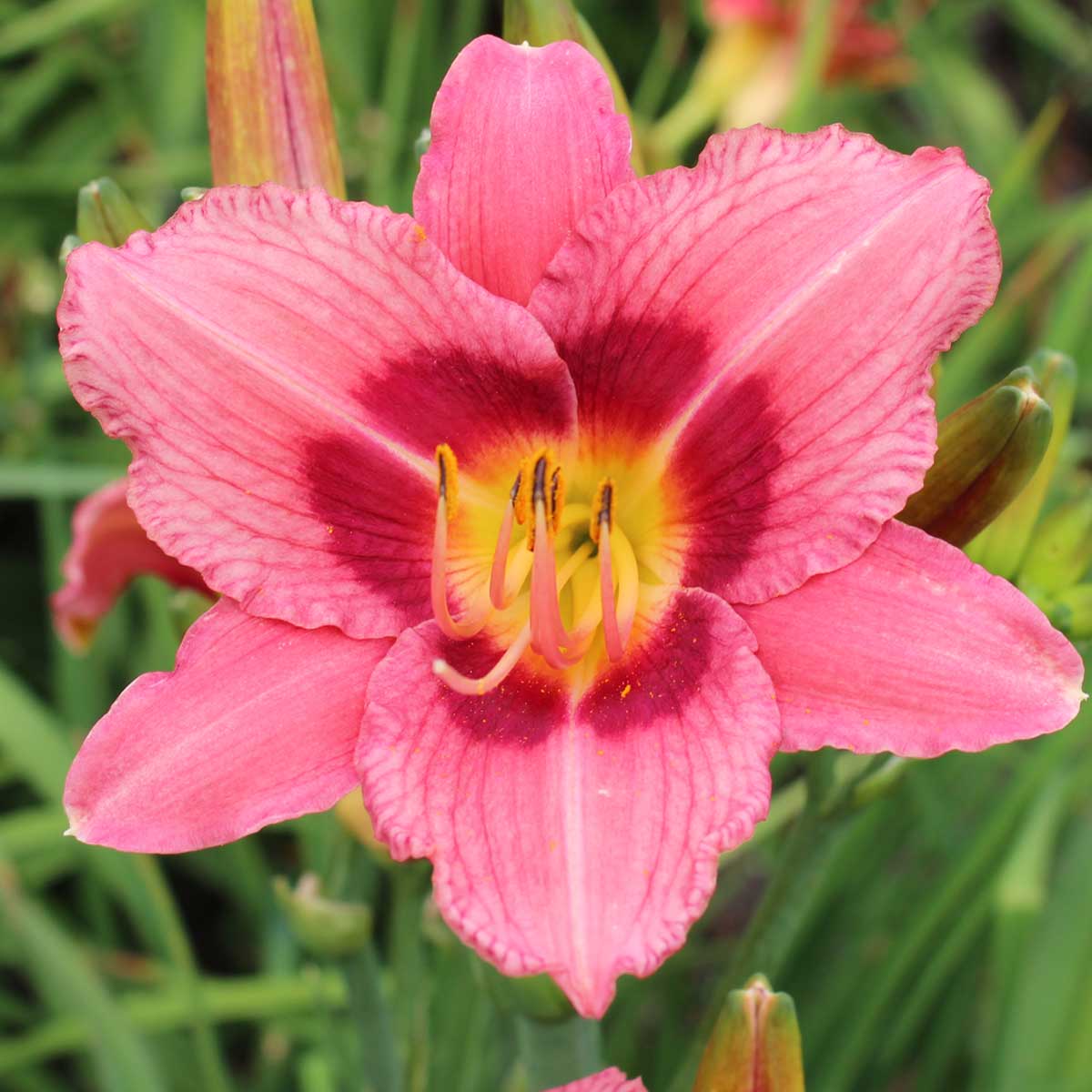 Hemerocallis 'Decatur Cherry Smash'<span>Taglilie</span>