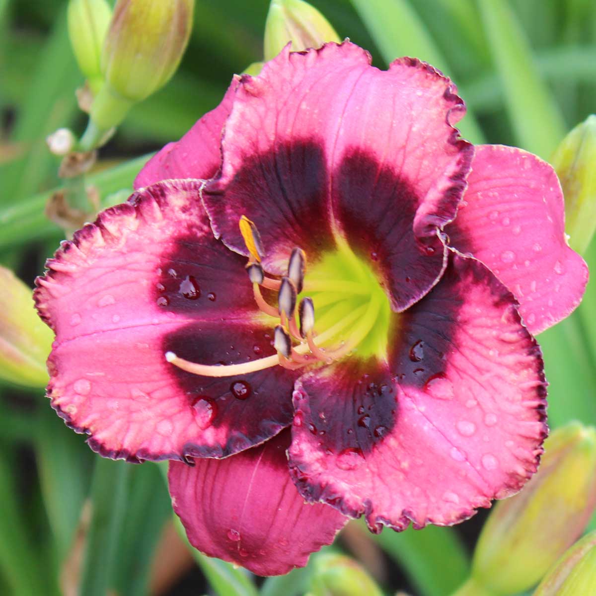 Hemerocallis 'Desert Moon'<span>Taglilie</span>