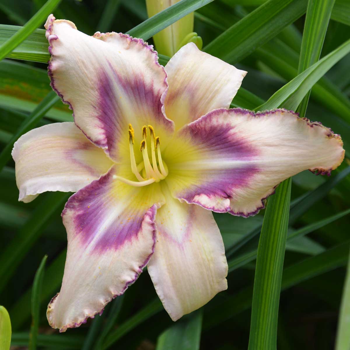 Hemerocallis 'Destined To See'<span>Taglilie</span>