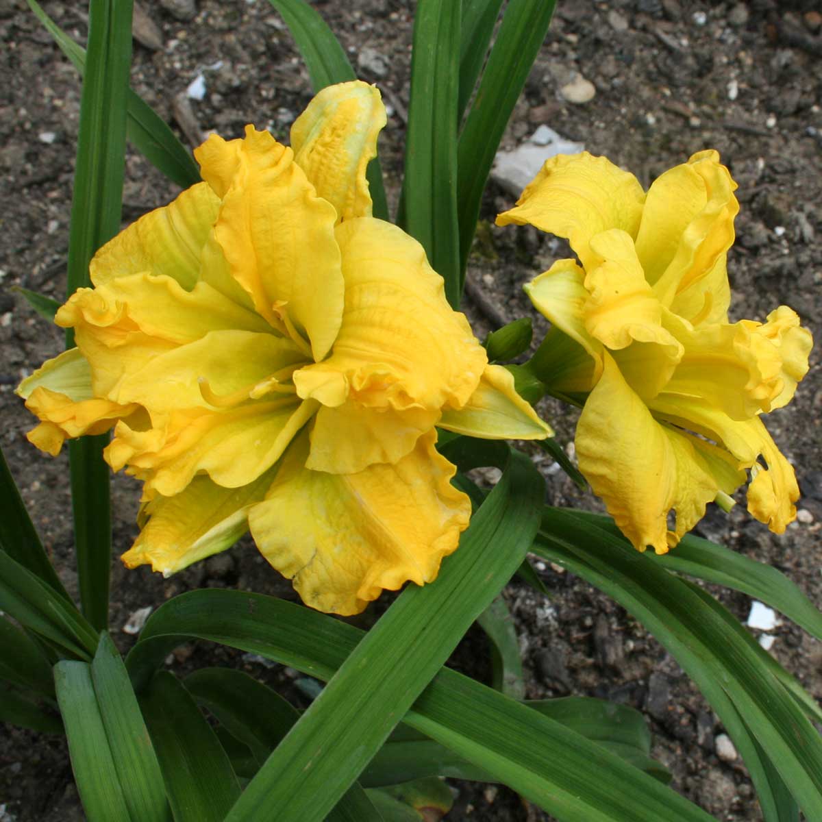 Hemerocallis 'Double Barrel'<span>Taglilie</span>