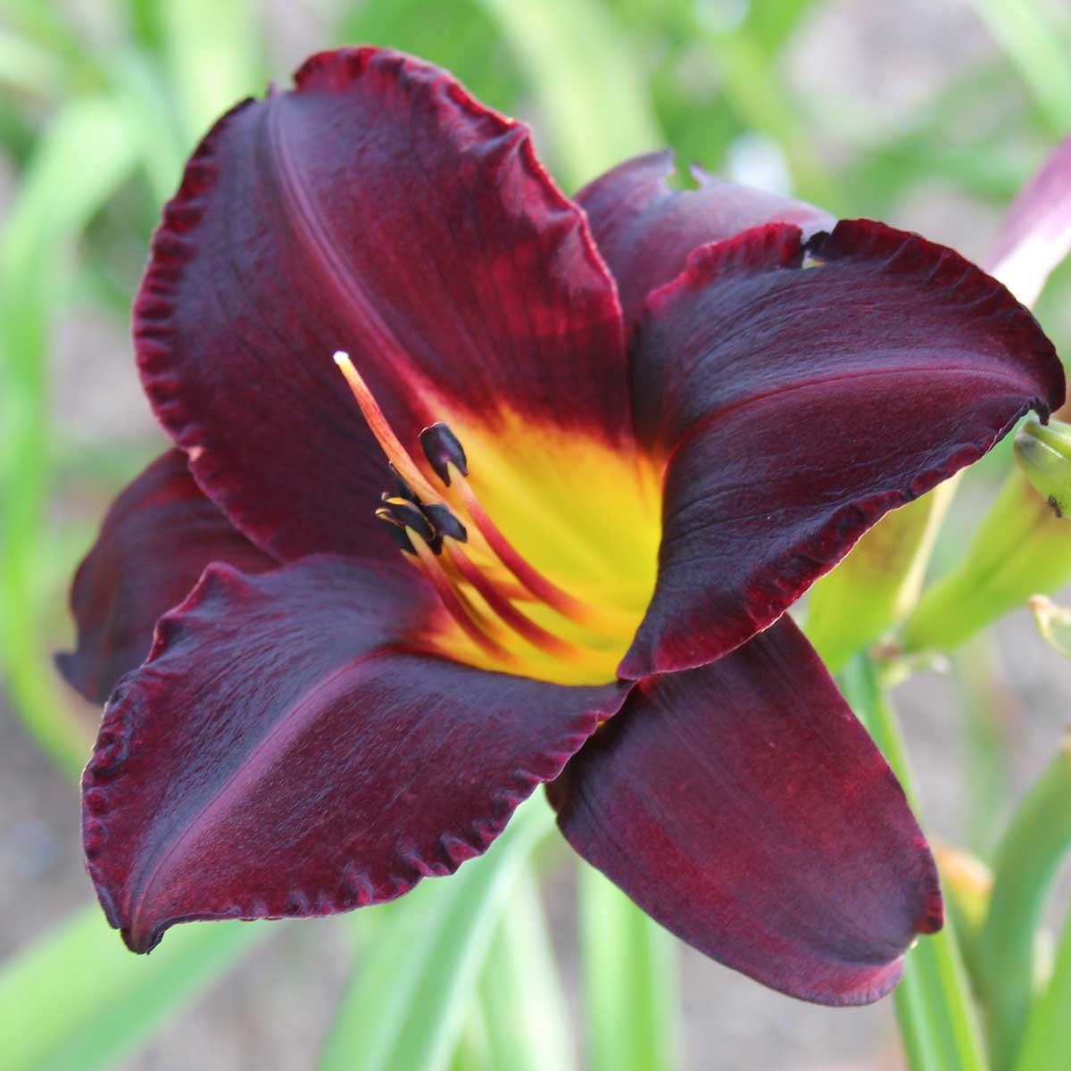 Hemerocallis 'Dunkler Baron'<span>Taglilie</span>