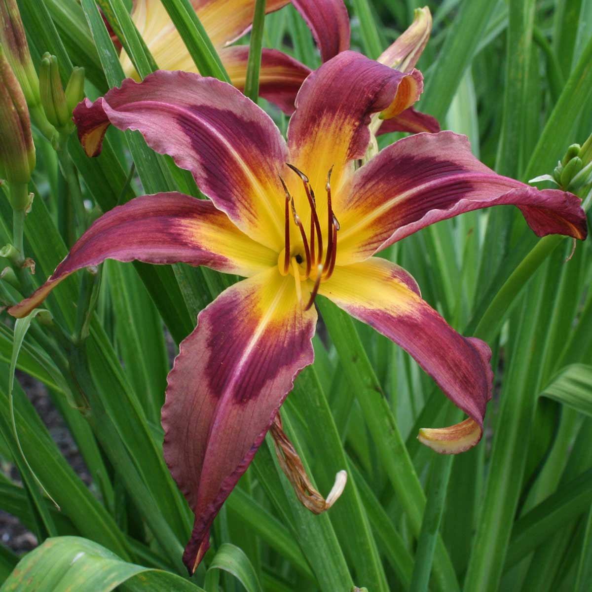 Hemerocallis 'Eggplant Escapade'<span>Taglilie</span>