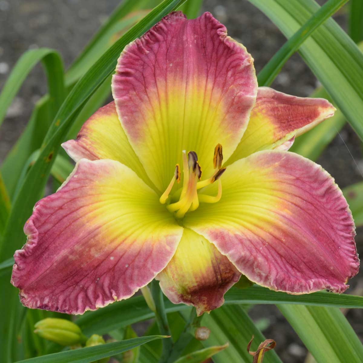 Hemerocallis 'Electric Mist'<span>Taglilie</span>