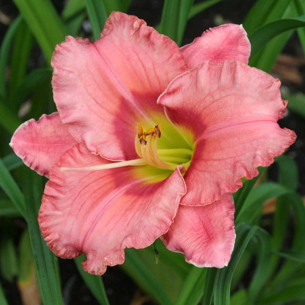 Hemerocallis 'Elegant Candy'<span>Taglilie</span>