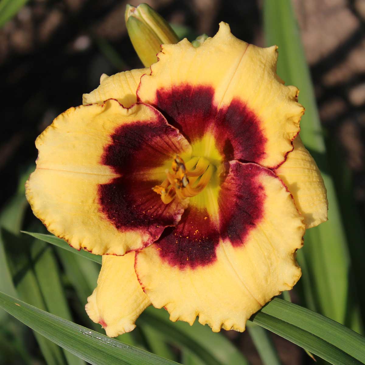 Hemerocallis 'Eyelashes'<span>Taglilie</span>