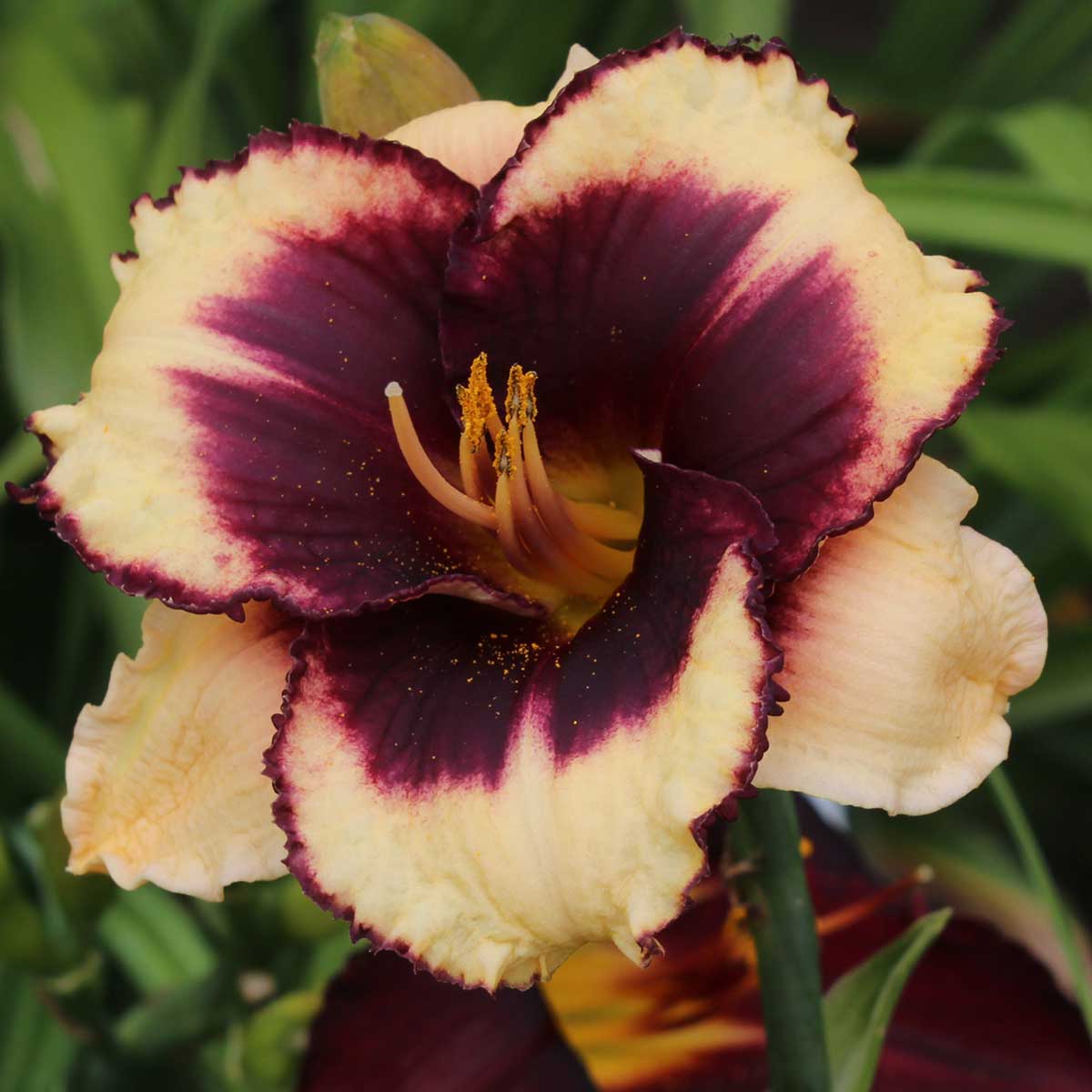 Hemerocallis 'Eyes Wide Shut'<span>Taglilie</span>