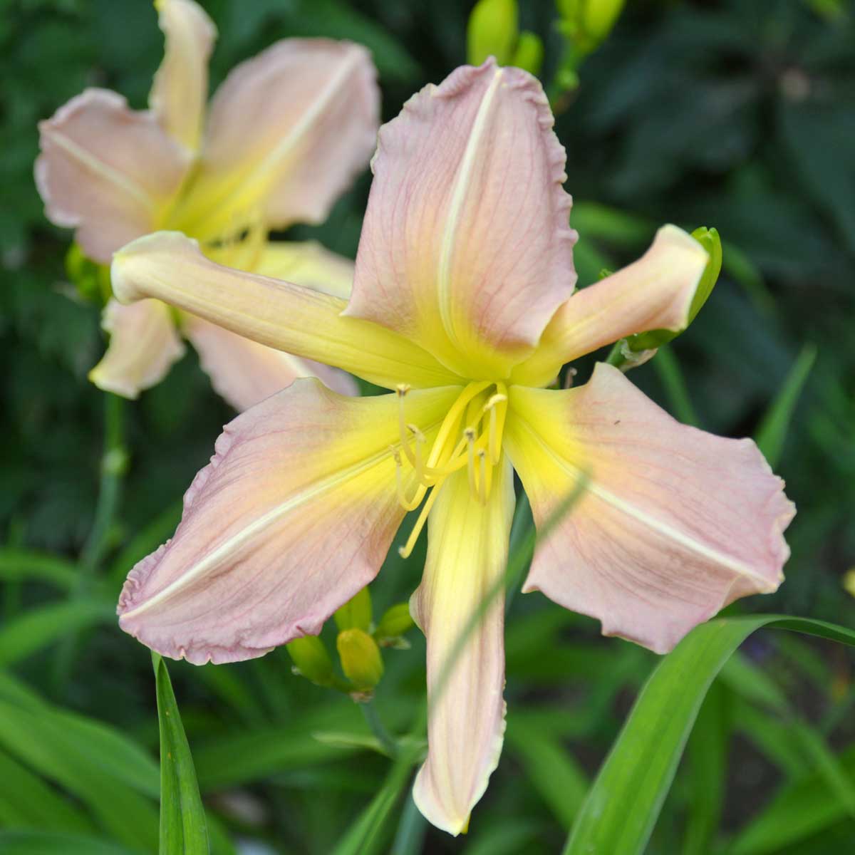 Hemerocallis 'Fairy Summerbird'<span>Taglilie</span>