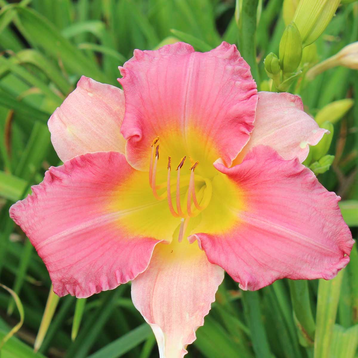 Hemerocallis 'Final Touch'<span>Taglilie</span>