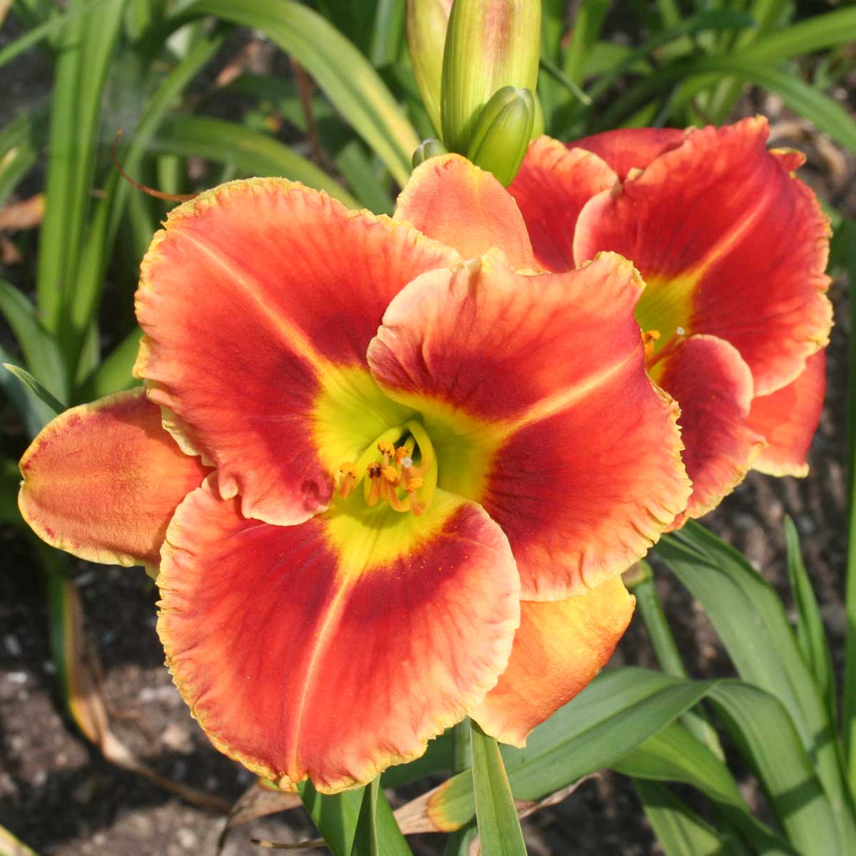Hemerocallis 'Fire and Fog'<span>Taglilie</span>