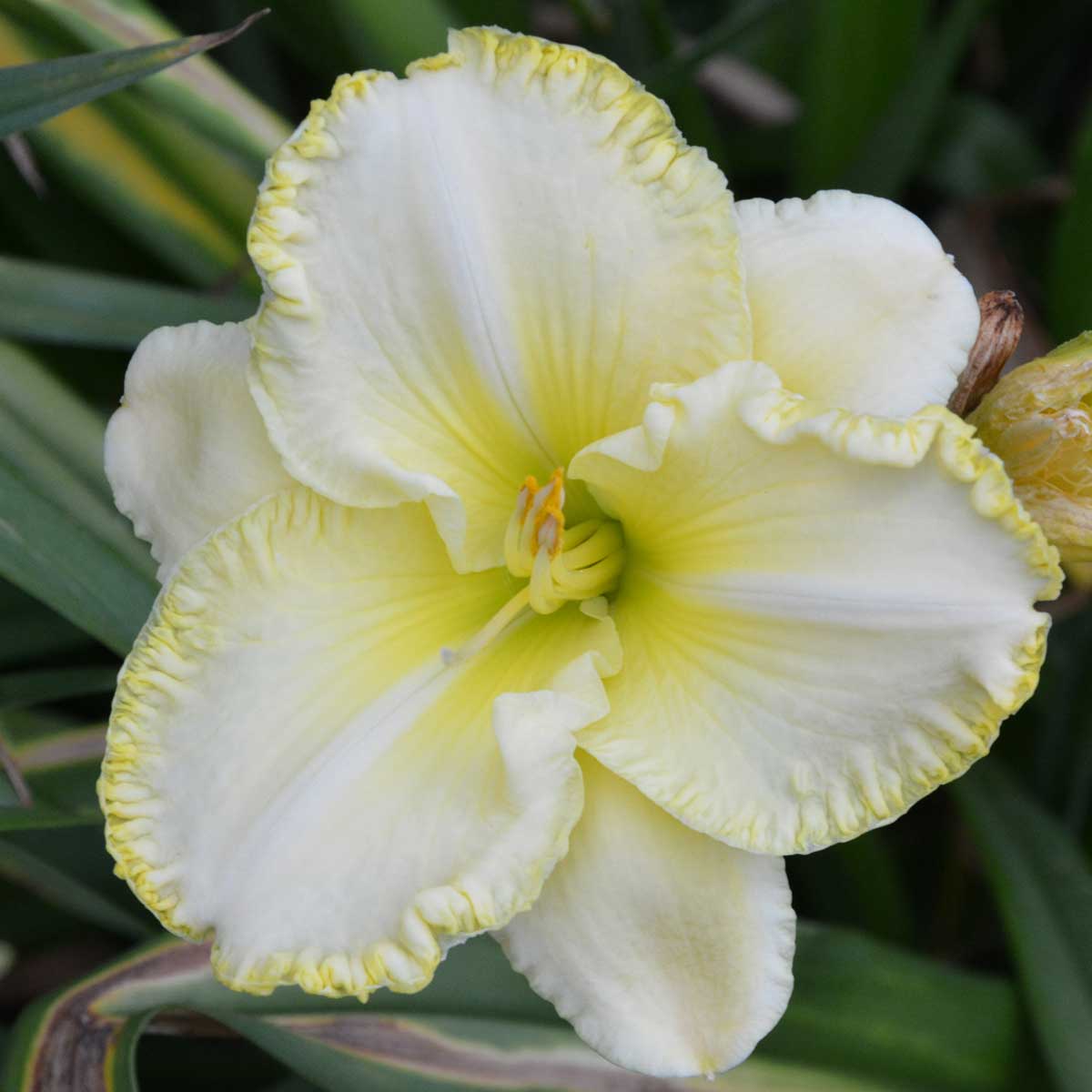Hemerocallis 'First Knight'<span>Taglilie</span>