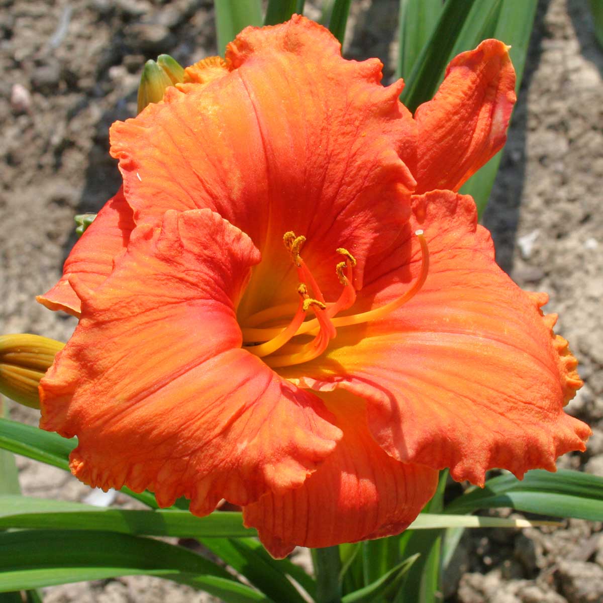 Hemerocallis 'Fit to Eat'<span>Taglilie</span>