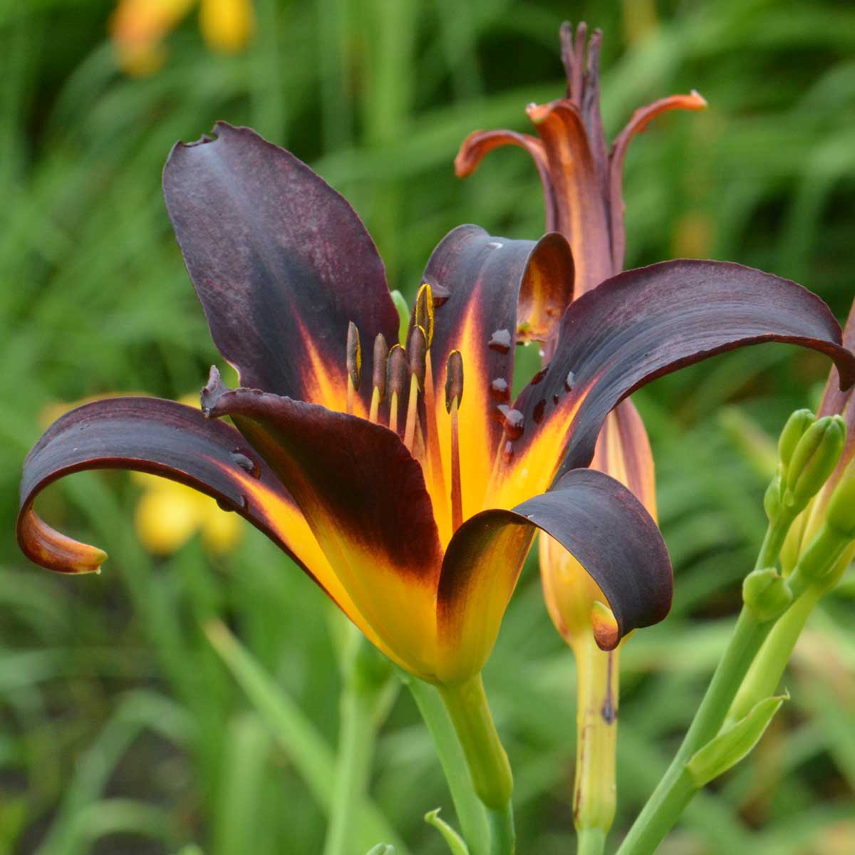 Hemerocallis 'Fleishel's Black'<span>Taglilie</span>