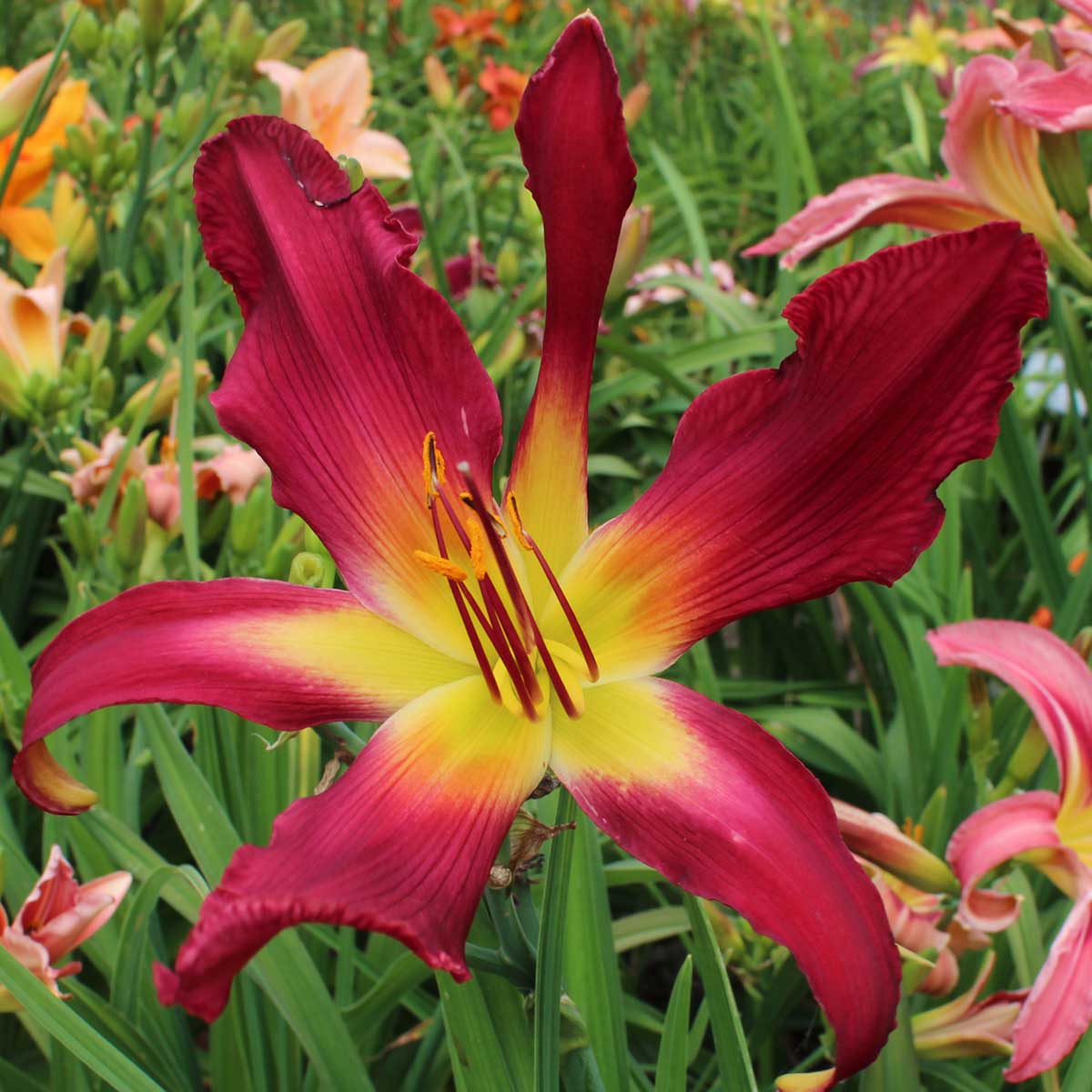 Hemerocallis 'Fleur-De-Mingo'<span>Taglilie</span>