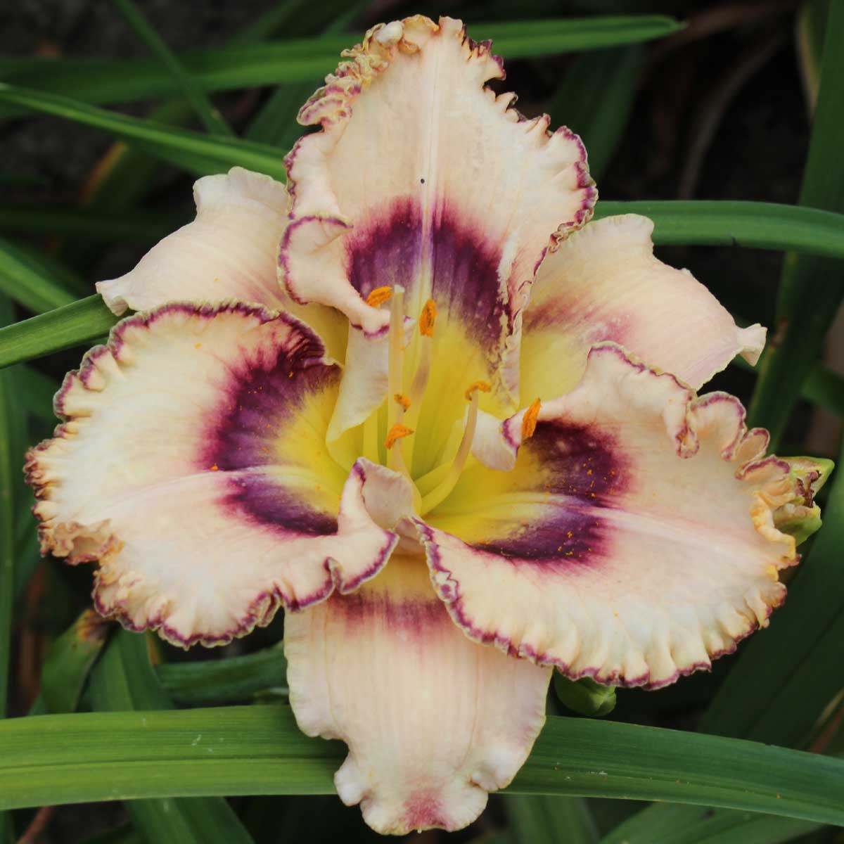 Hemerocallis 'Footprints In The Sand'<span>Taglilie</span>