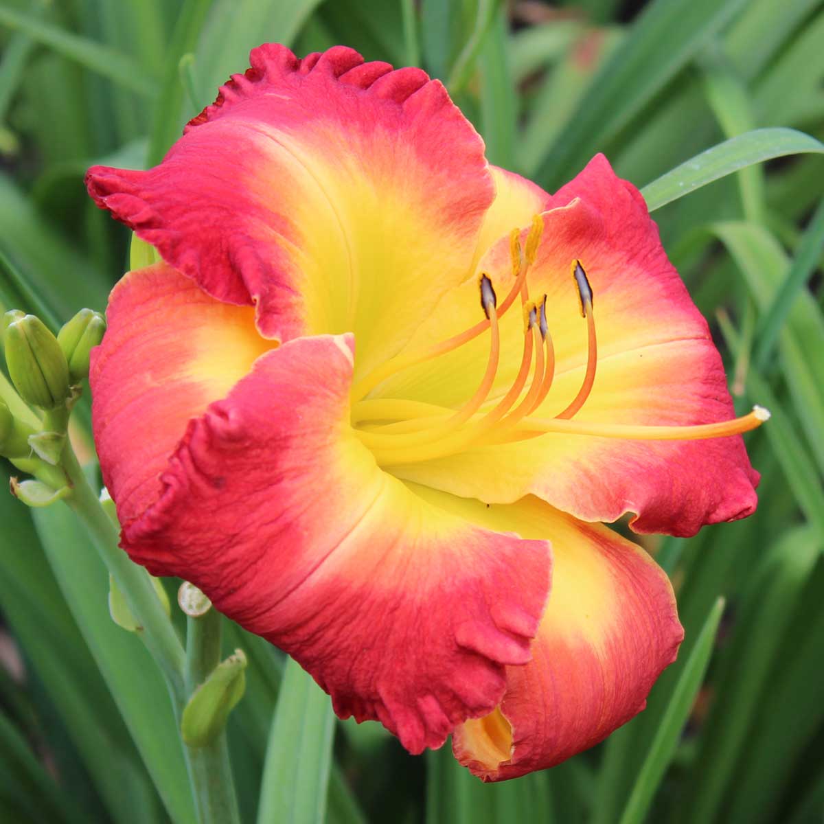 Hemerocallis 'Forever Redeemed'<span>Taglilie</span>