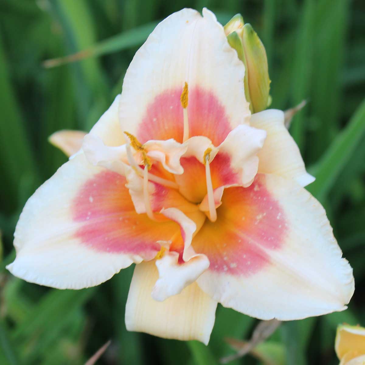 Hemerocallis 'Forty Second Street'<span>Taglilie</span>