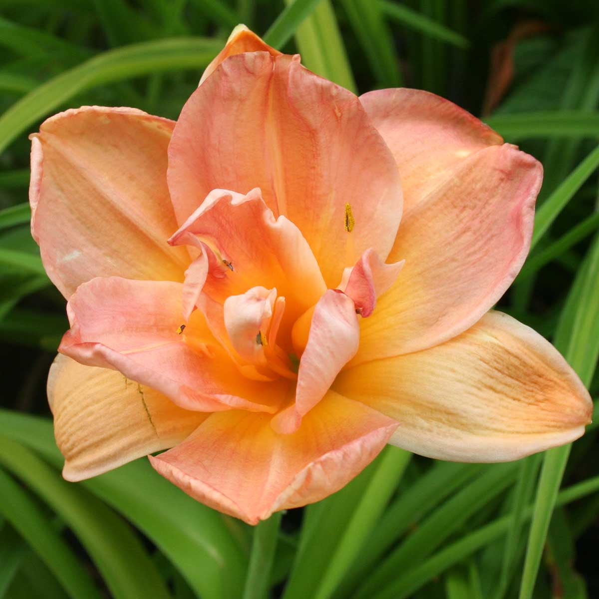 Hemerocallis 'Frances Joiner'<span>Taglilie</span>