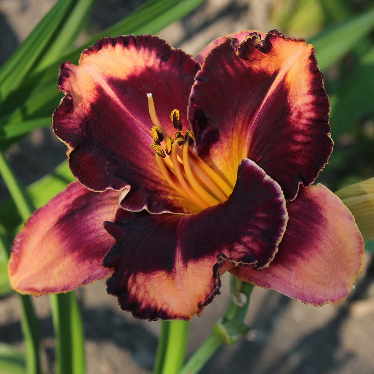 Hemerocallis 'Francois Verhaert'<span>Taglilie</span>