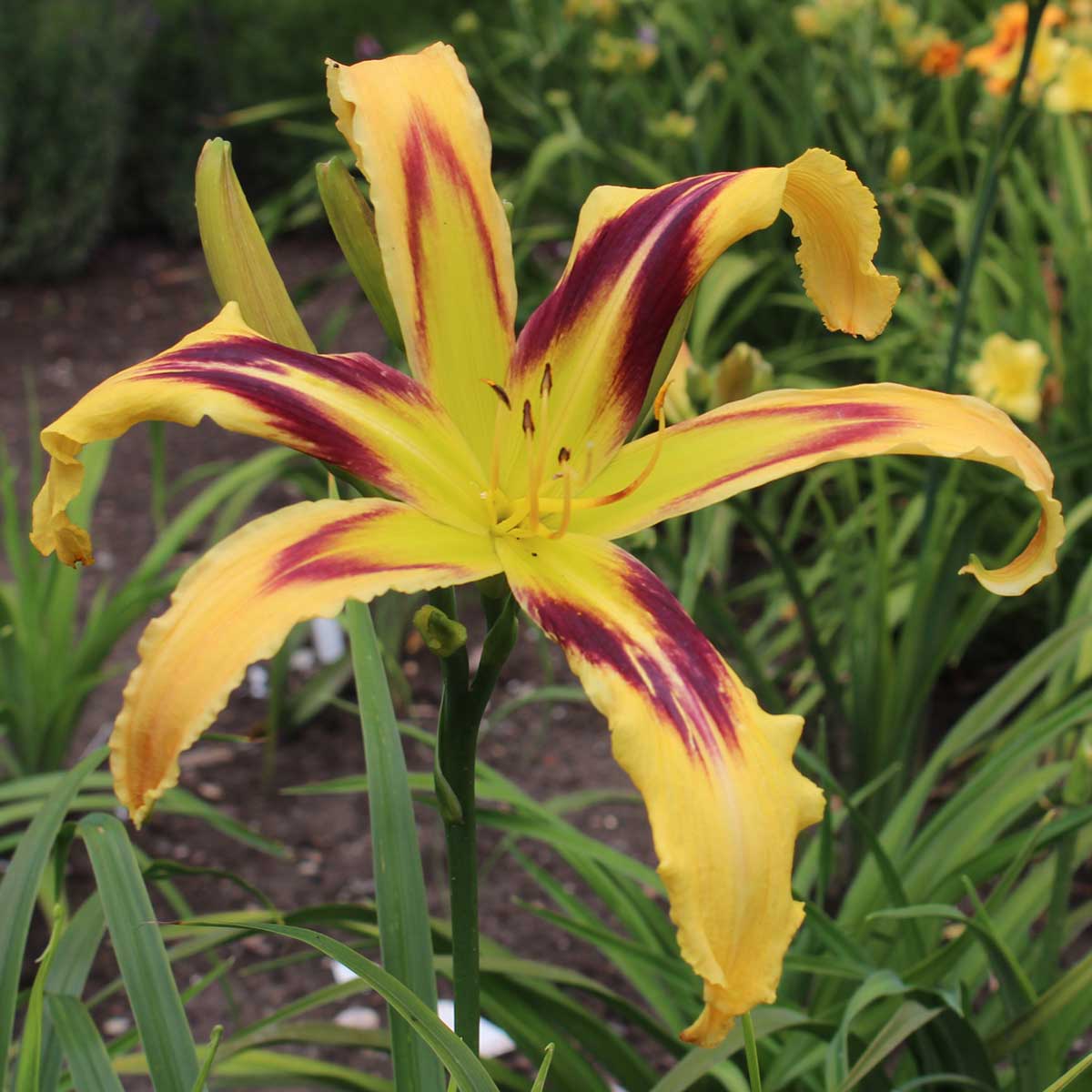 Hemerocallis 'Free Wheelin'<span>Taglilie</span>