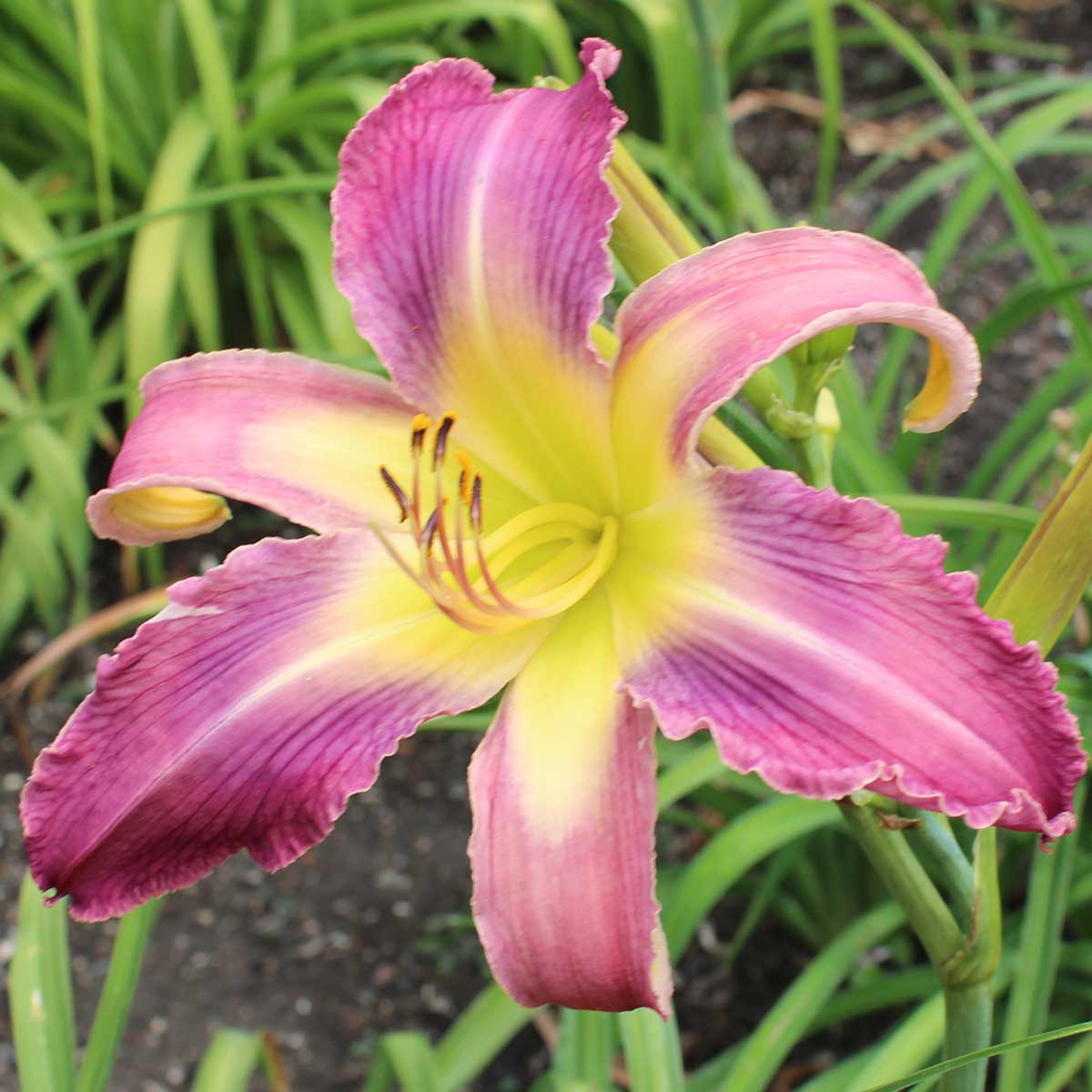 Hemerocallis 'Freudian Slip'<span>Taglilie</span>