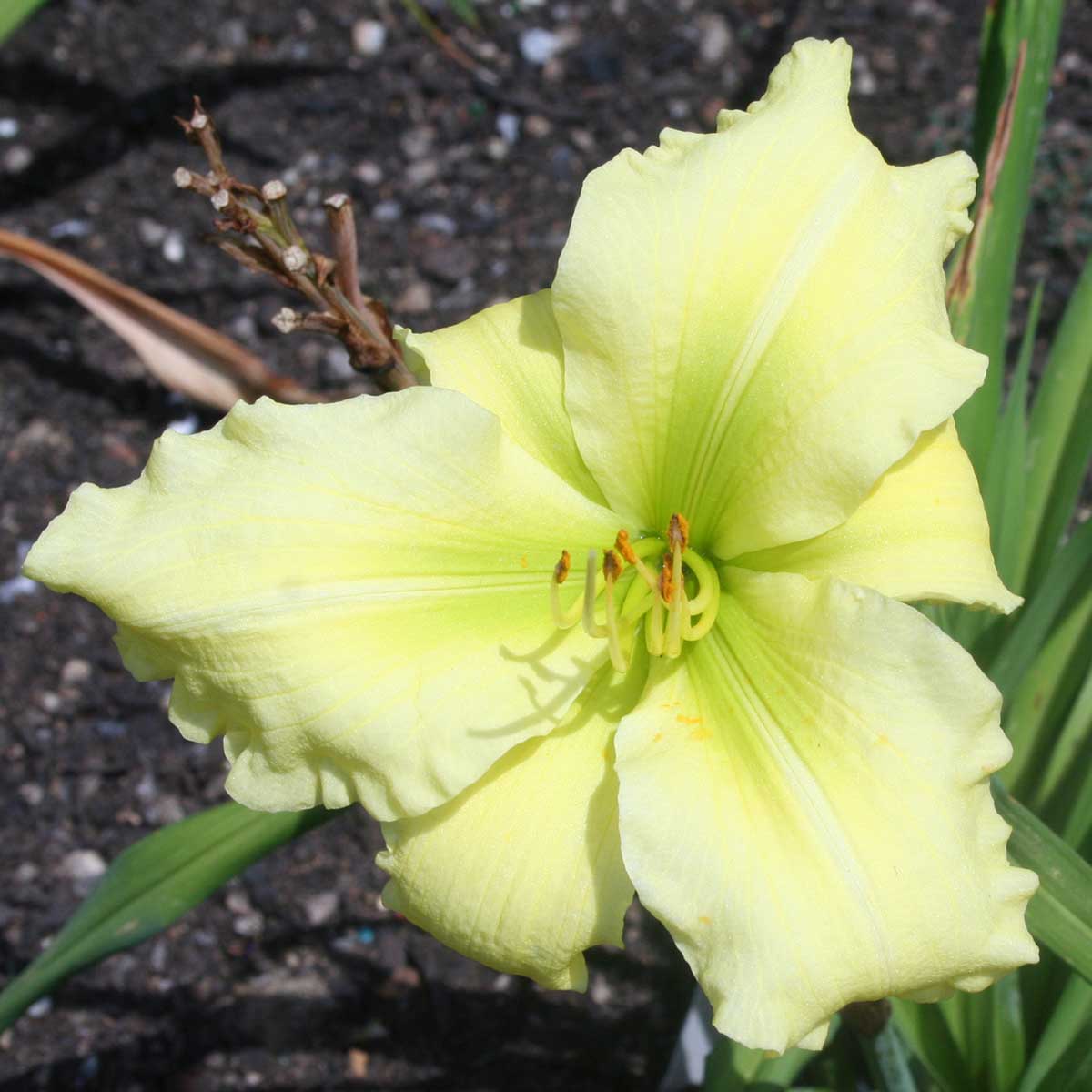 Hemerocallis 'Friend Sandy'<span>Taglilie</span>
