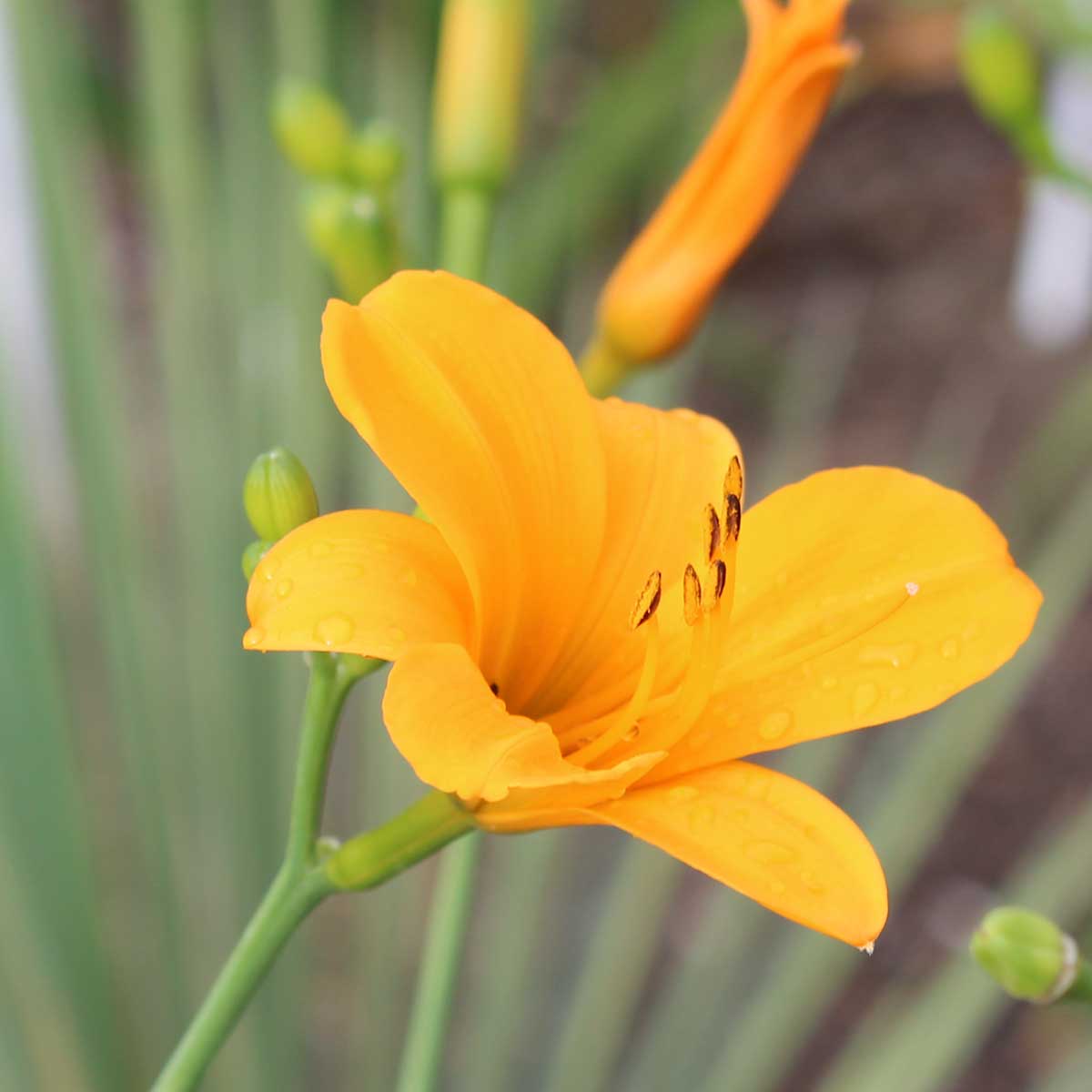 Hemerocallis 'From China with Love'<span>Taglilie</span>