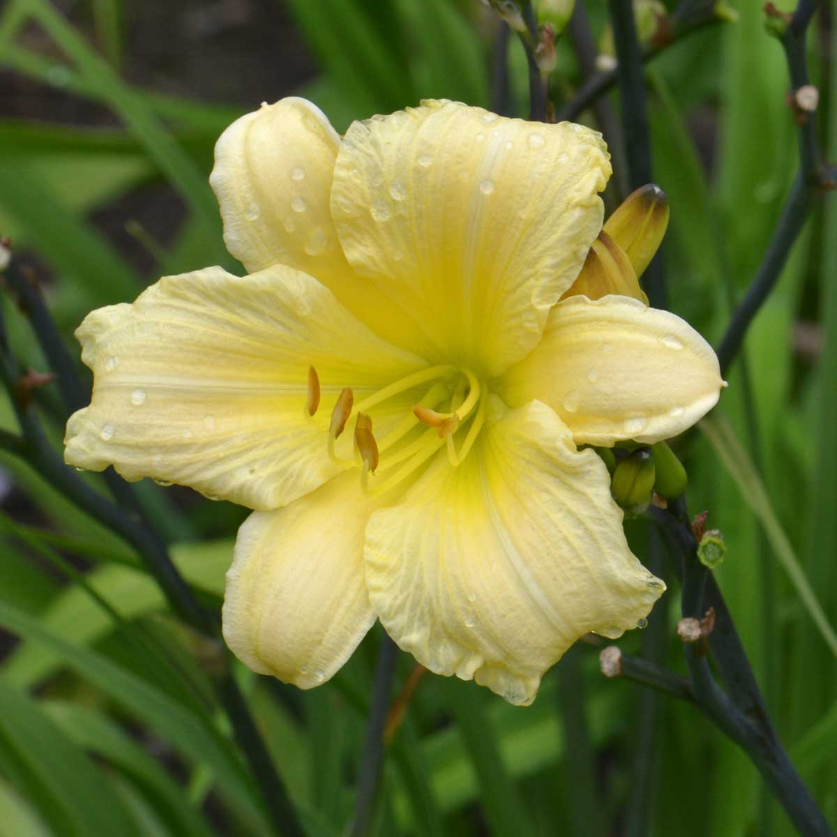 Hemerocallis 'From Darkness Comes Light'<span>Taglilie</span>