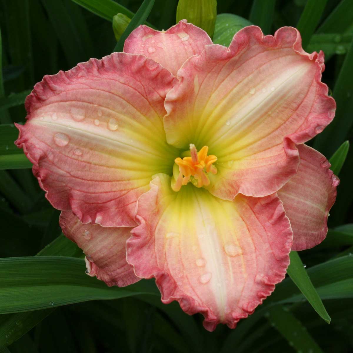 Hemerocallis 'Frosted Vintage Ruffles'<span>Taglilie</span>