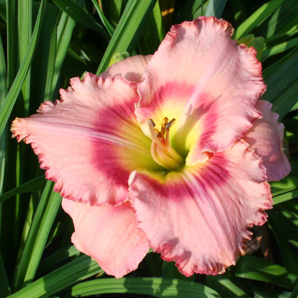 Hemerocallis 'Garden Special'<span>Taglilie</span>