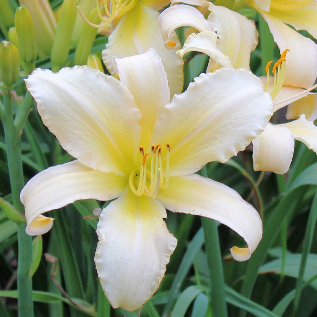 Hemerocallis 'Ghost Dancer'<span>Taglilie</span>