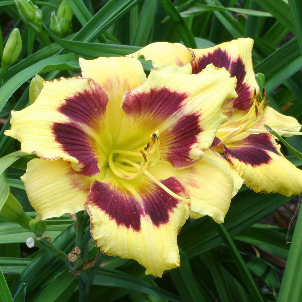 Hemerocallis 'Golden Compass'<span>Taglilie</span>
