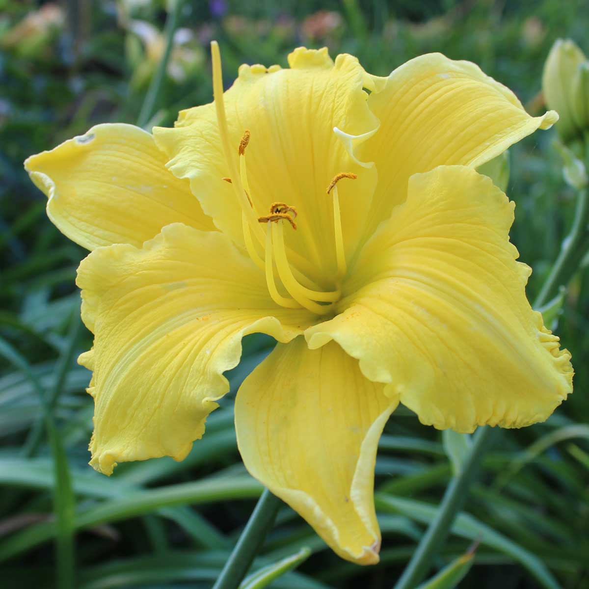 Hemerocallis 'Grandiose'<span>Taglilie</span>