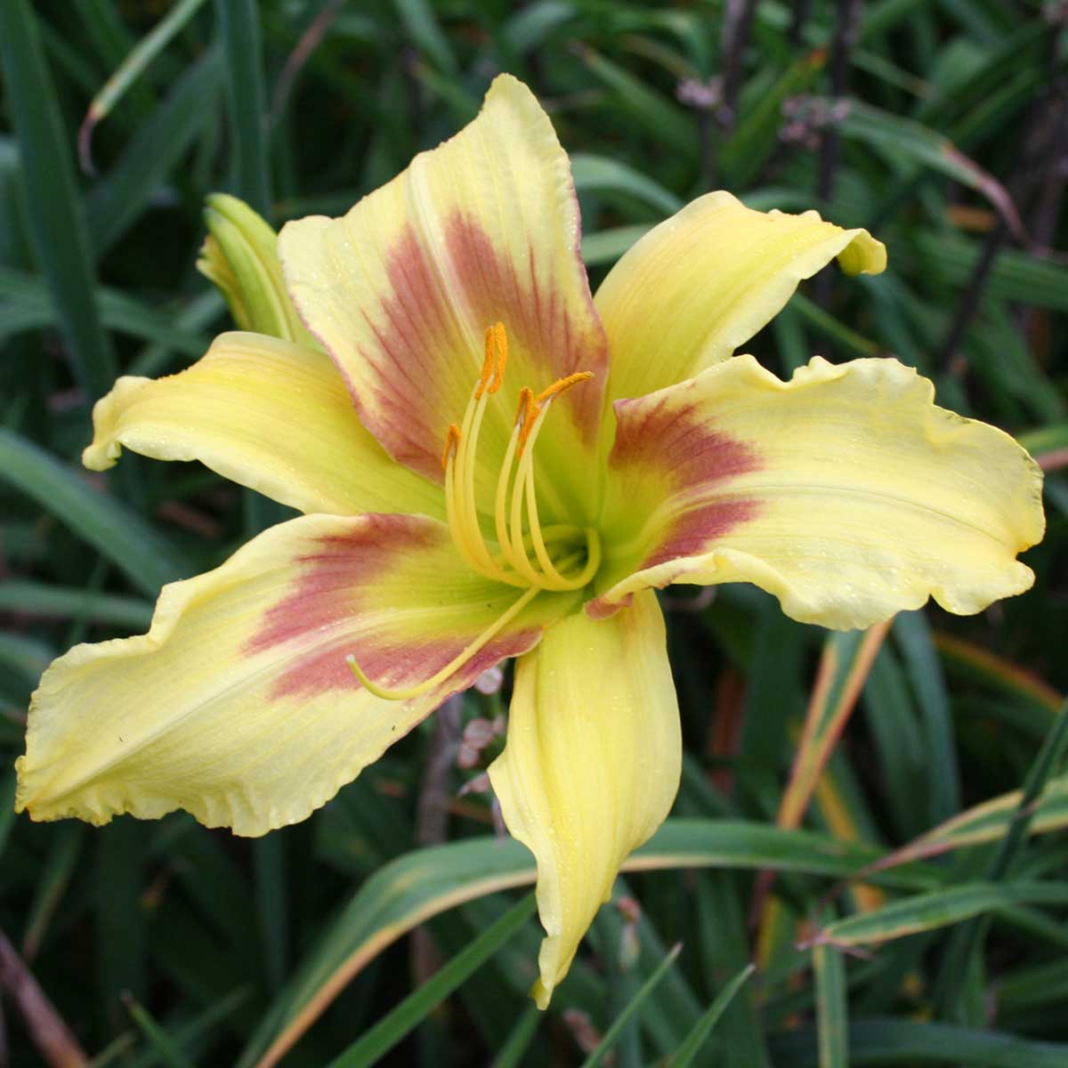 Hemerocallis 'Green Eyed Giant'<span>Taglilie</span>