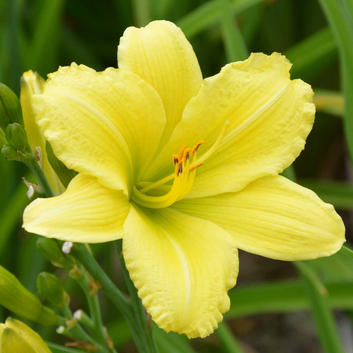 Hemerocallis 'Green Flutter'<span>Taglilie</span>