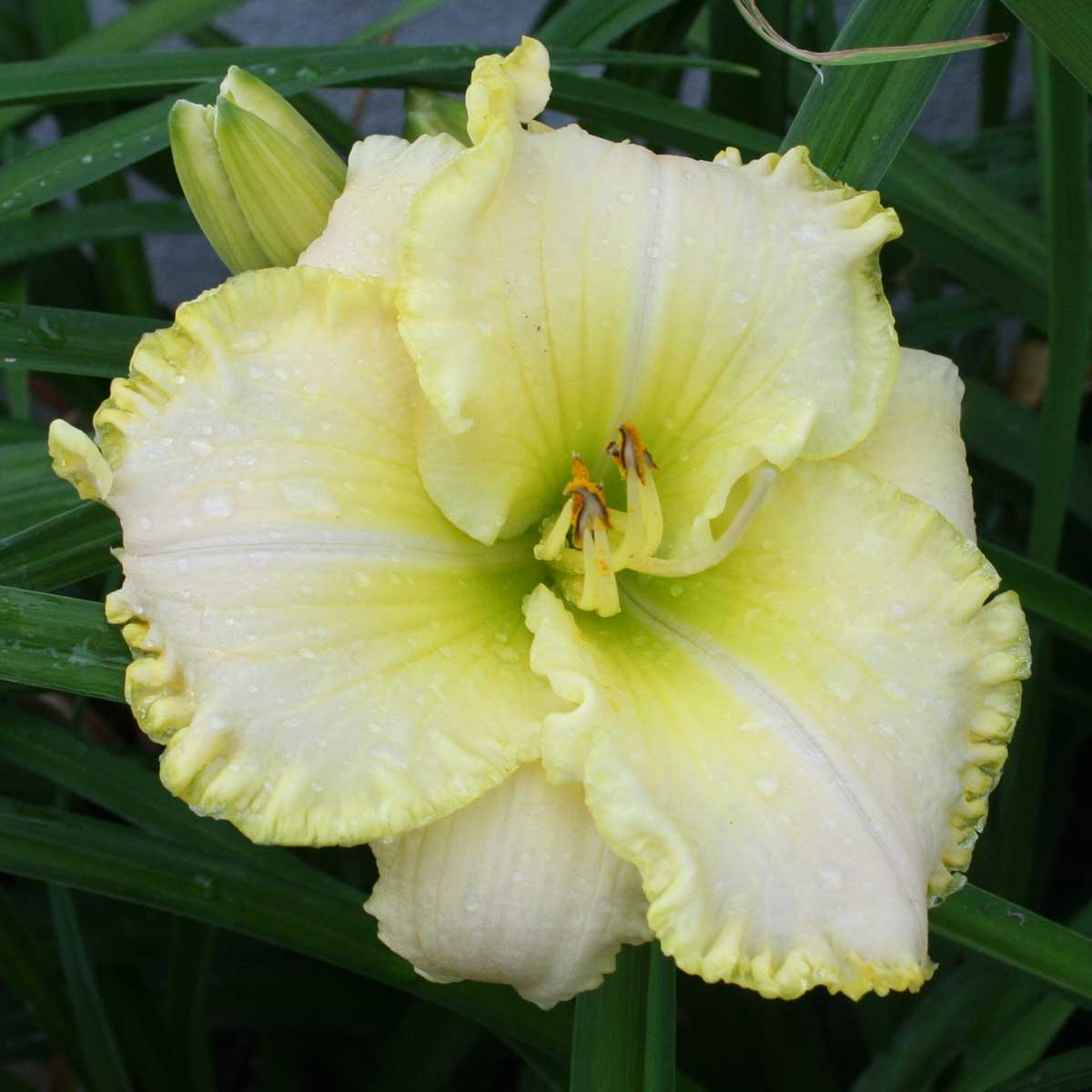 Hemerocallis 'Green Mystique'<span>Taglilie</span>