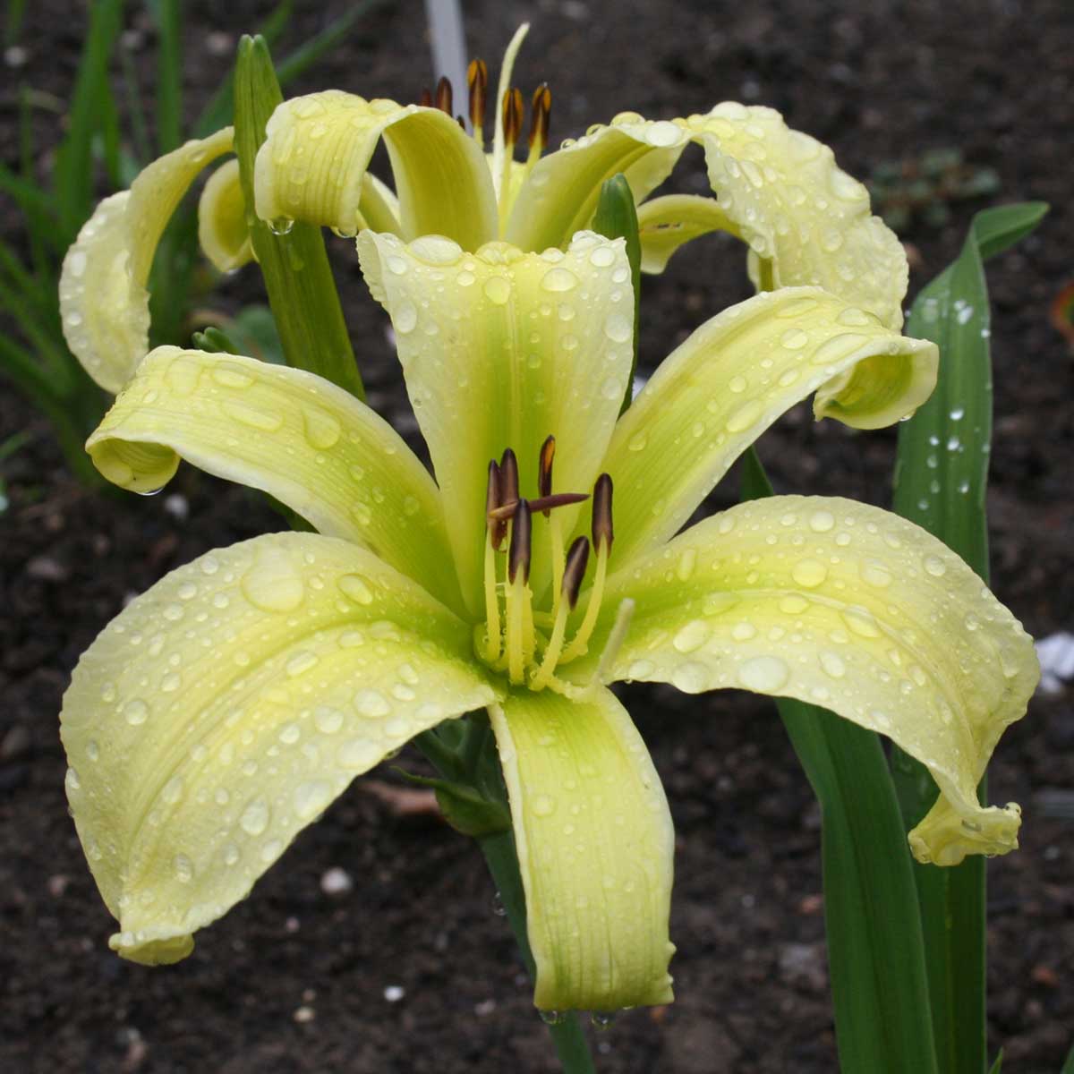 Hemerocallis 'Green Widow'<span>Taglilie</span>