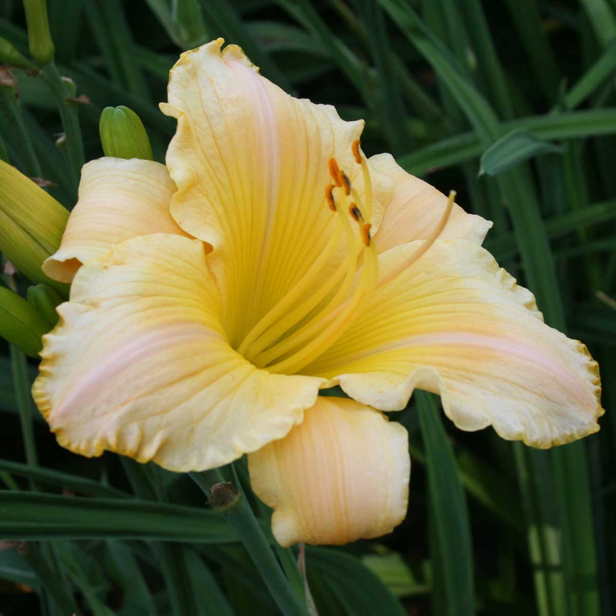 Hemerocallis 'Haller Pfirsich'<span>Taglilie</span>