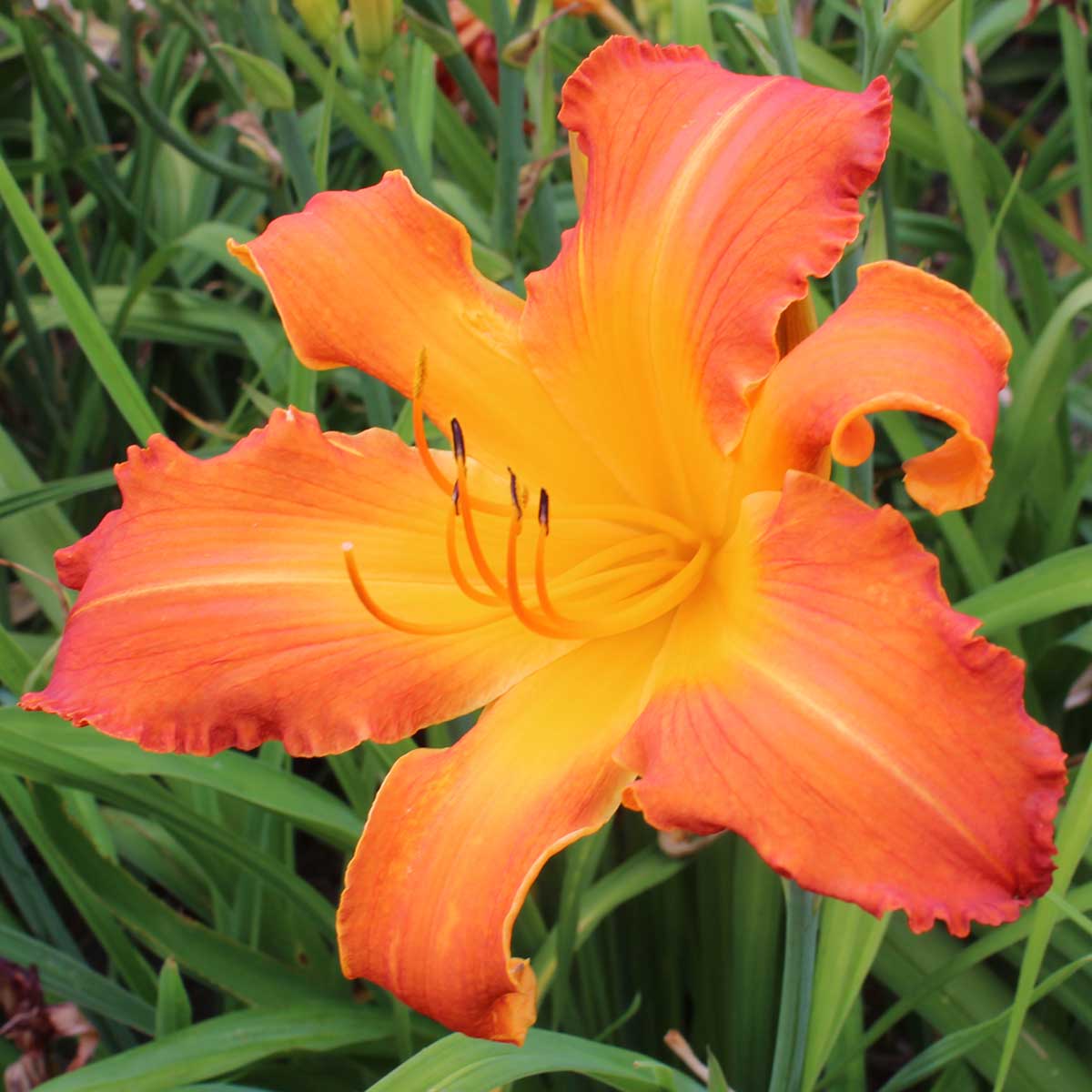 Hemerocallis 'Heavenly Dragon Fire'<span>Taglilie</span>