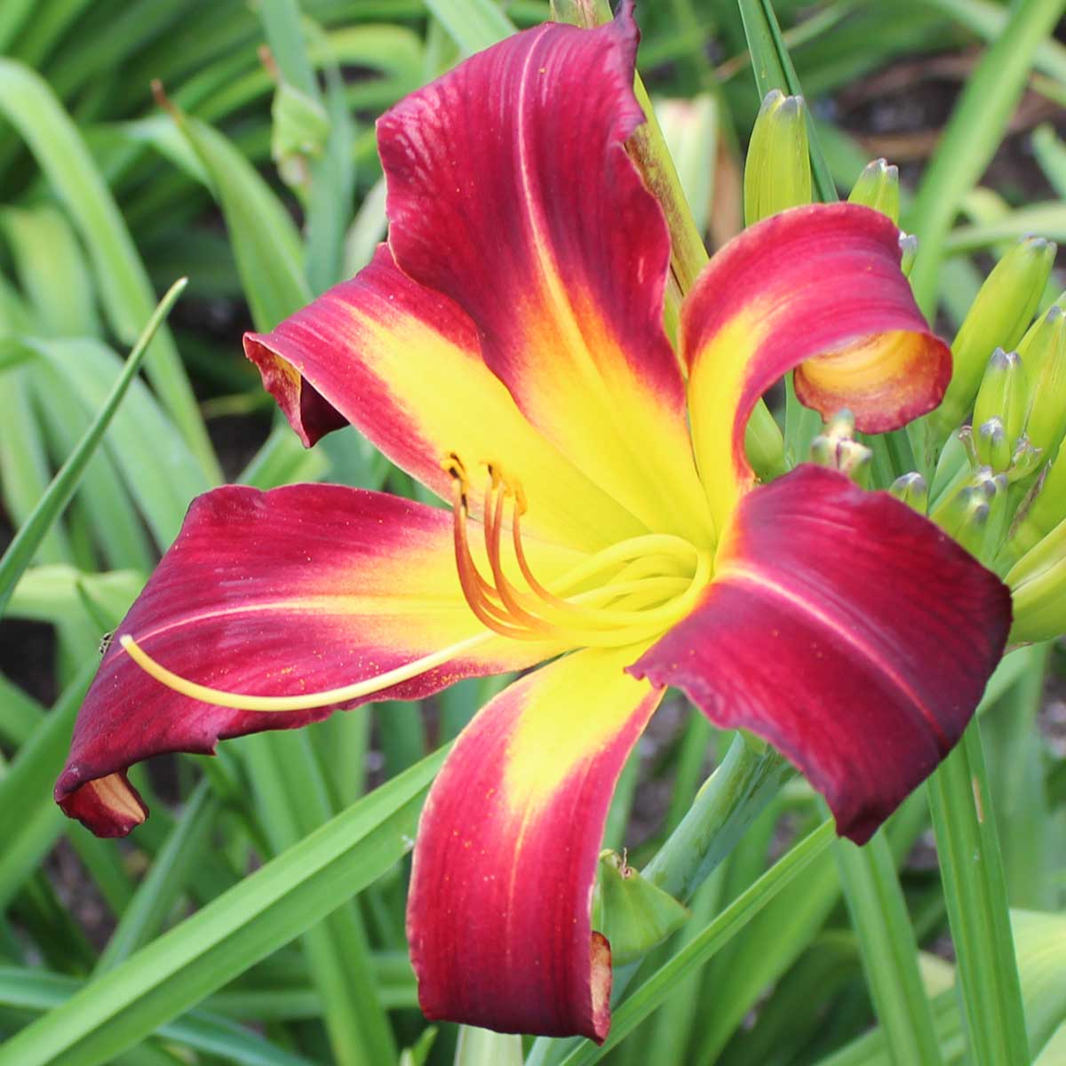 Hemerocallis 'Heavenly Lasting Impressions'<span>Taglilie</span>