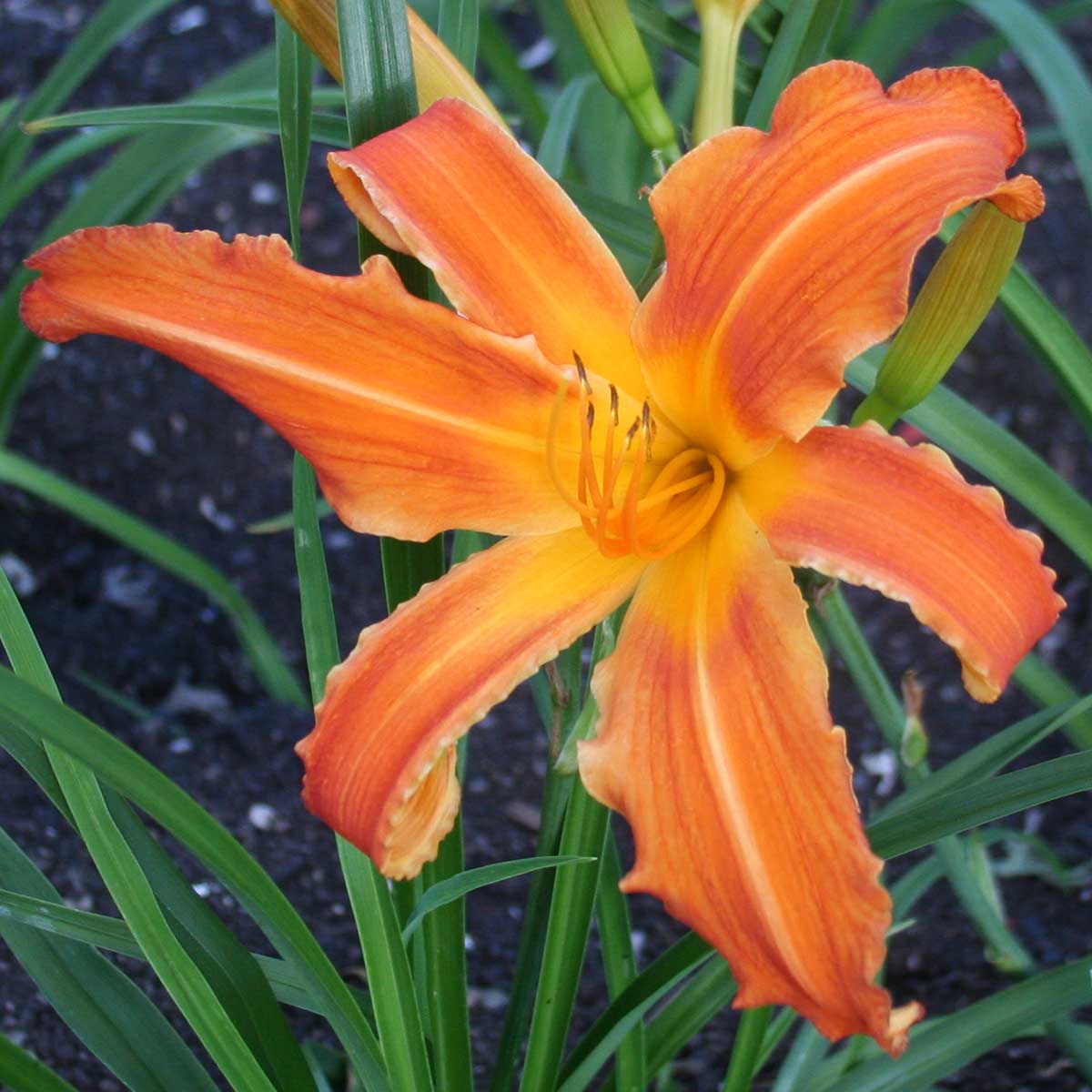 Hemerocallis 'Heavenly Orange Blaze'<span>Taglilie</span>