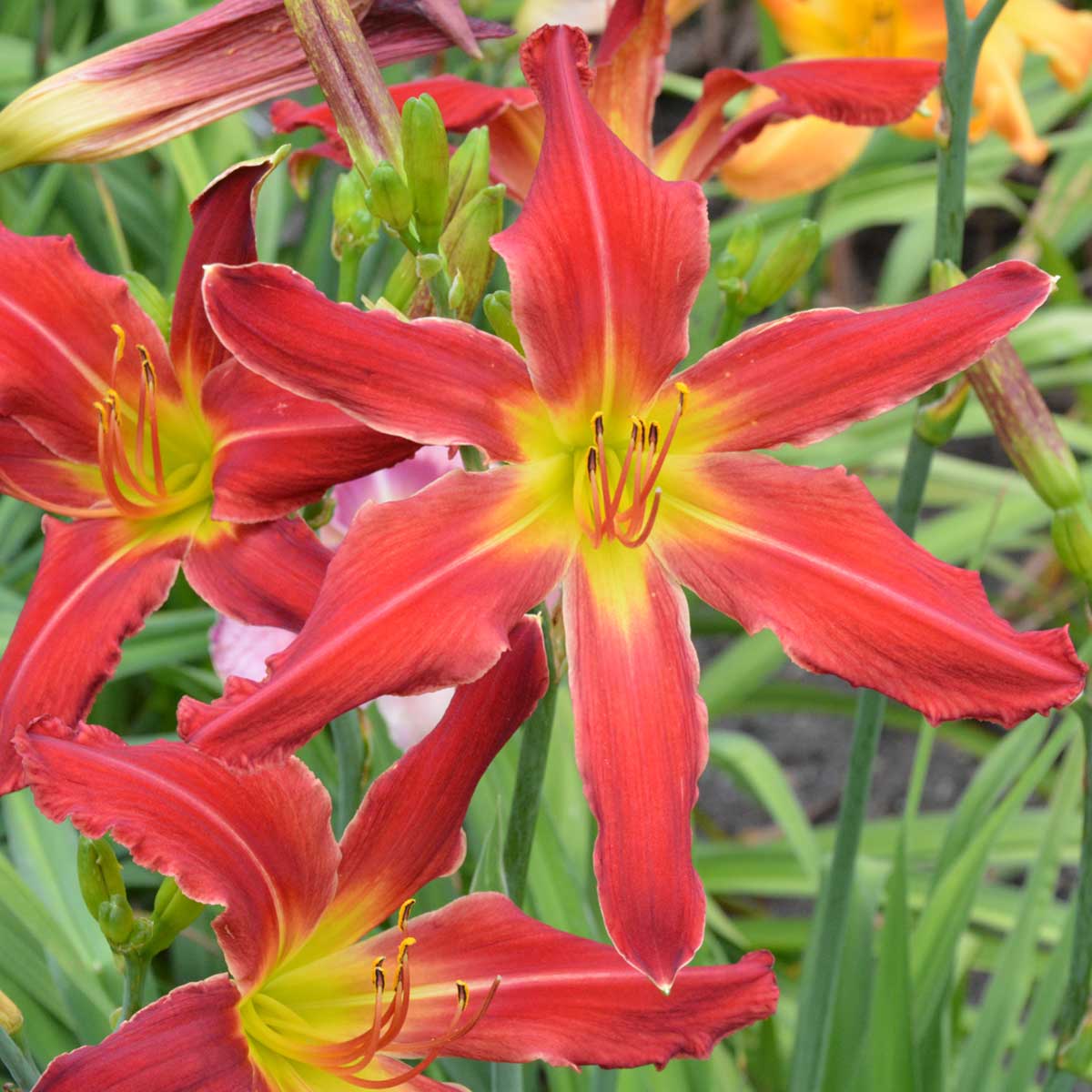 Hemerocallis 'Heavenly United We Stand'<span>Taglilie</span>