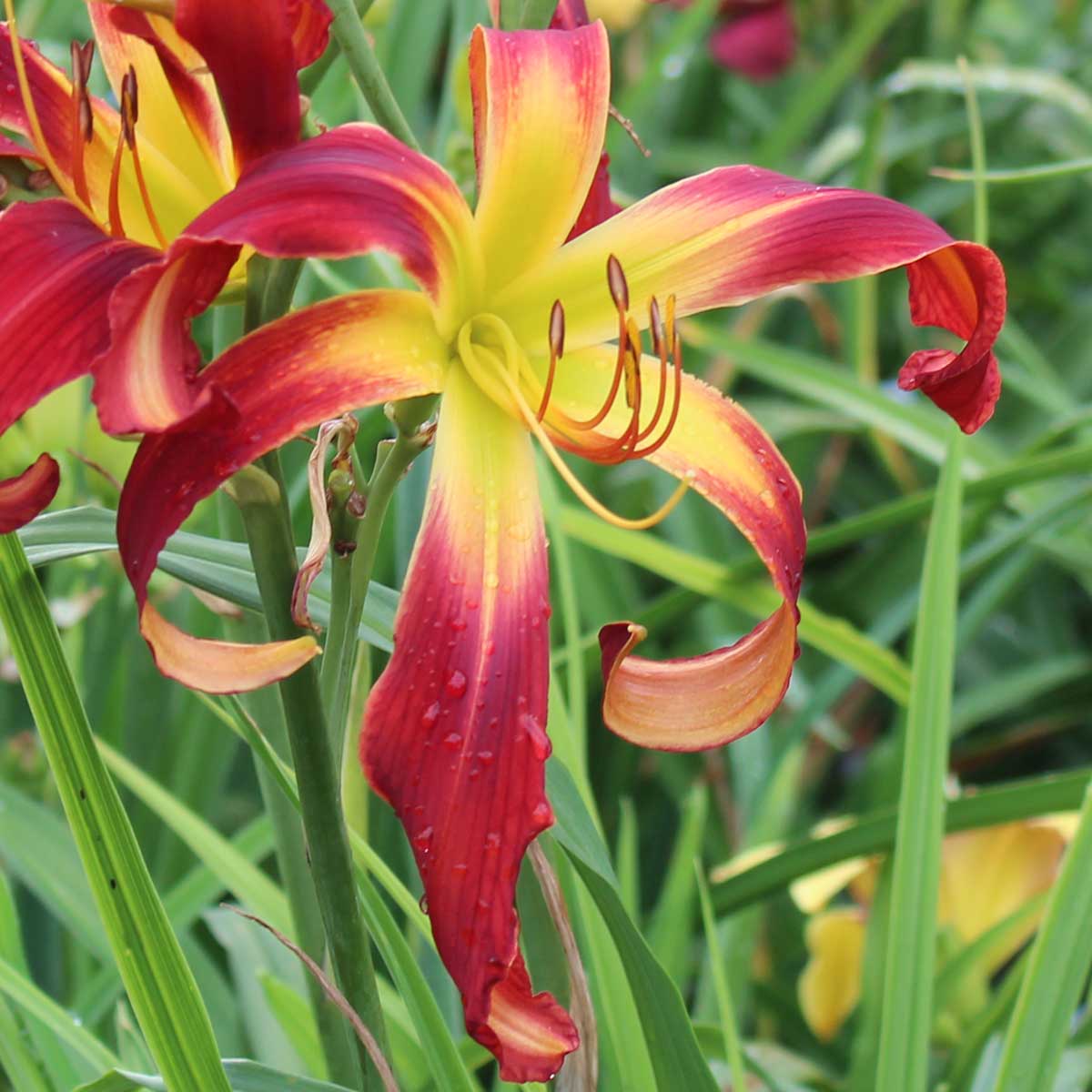 Hemerocallis 'Helix'<span>Taglilie</span>