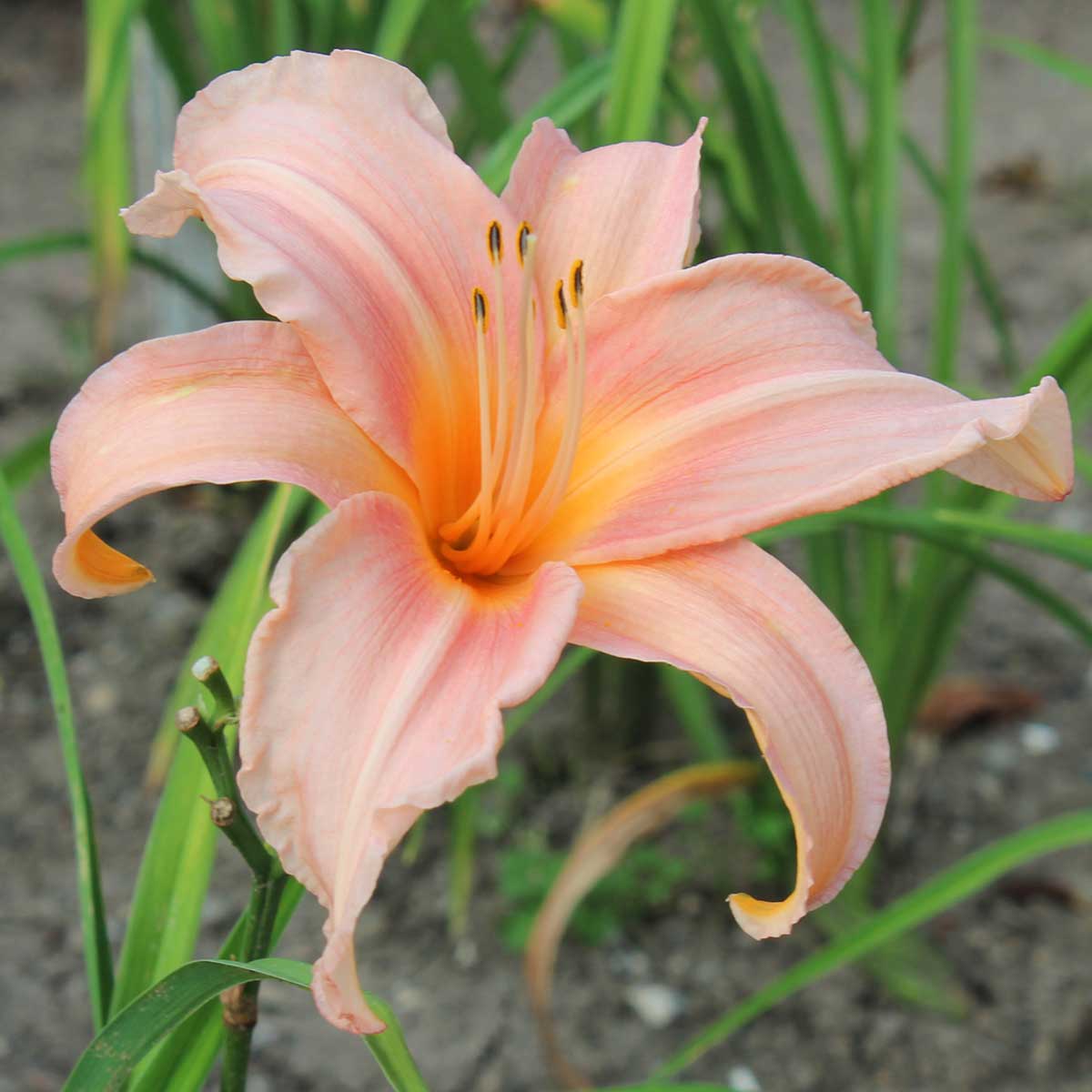 Hemerocallis 'Hello Dolly'<span>Taglilie</span>