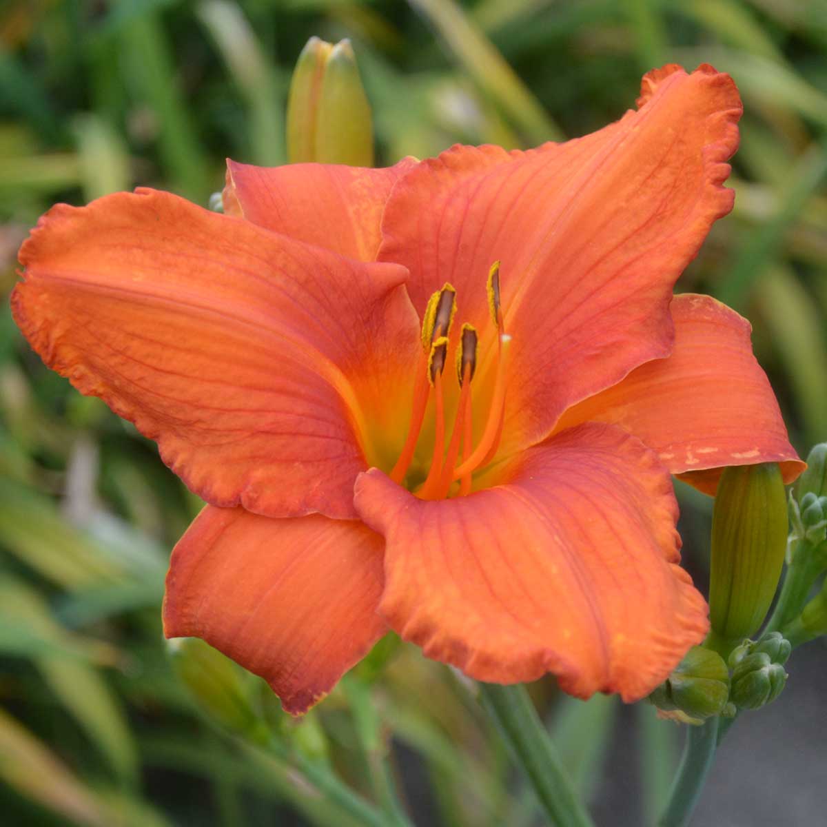 Hemerocallis 'Higher and Fire'<span>Taglilie</span>
