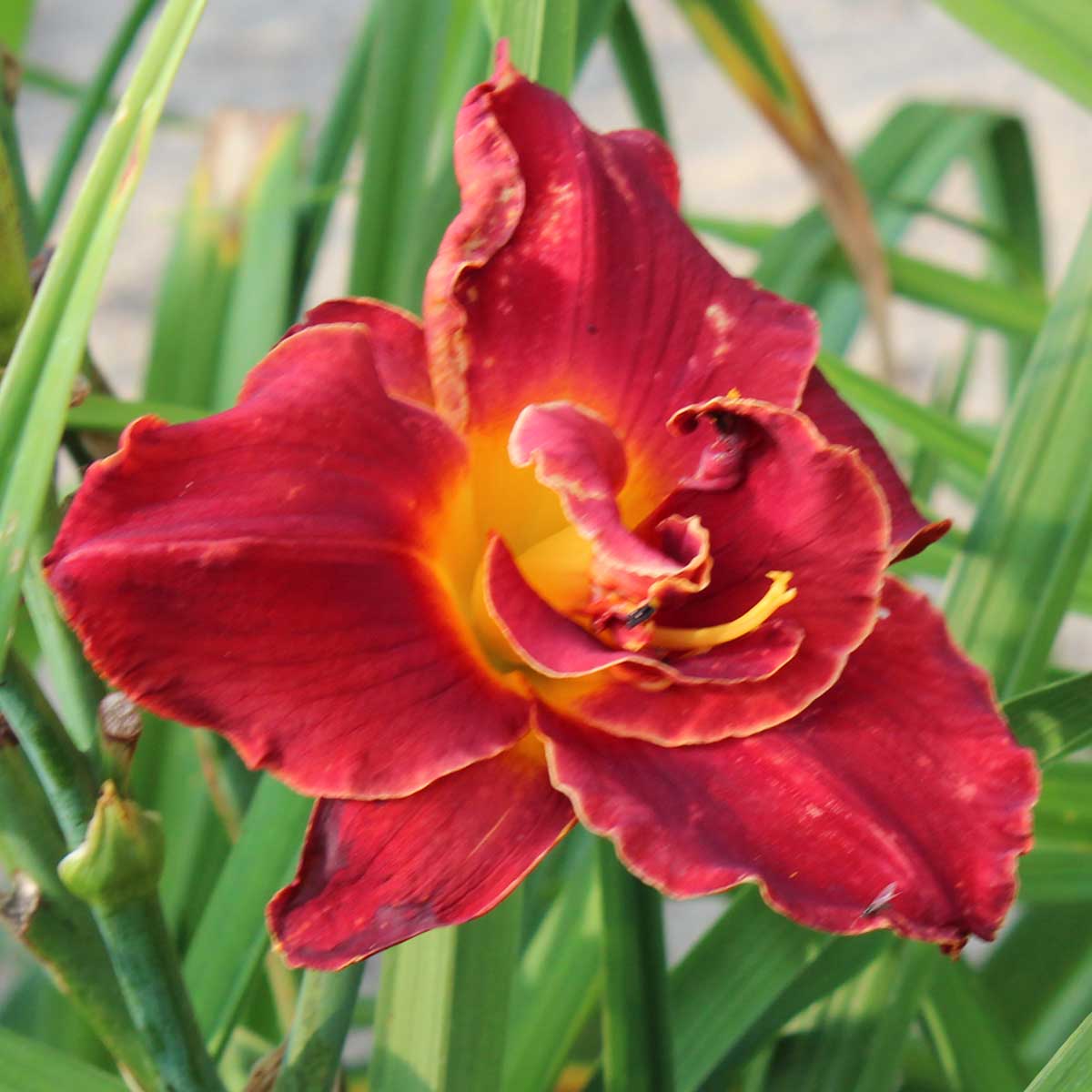 Hemerocallis 'Highland Lord'<span>Taglilie</span>