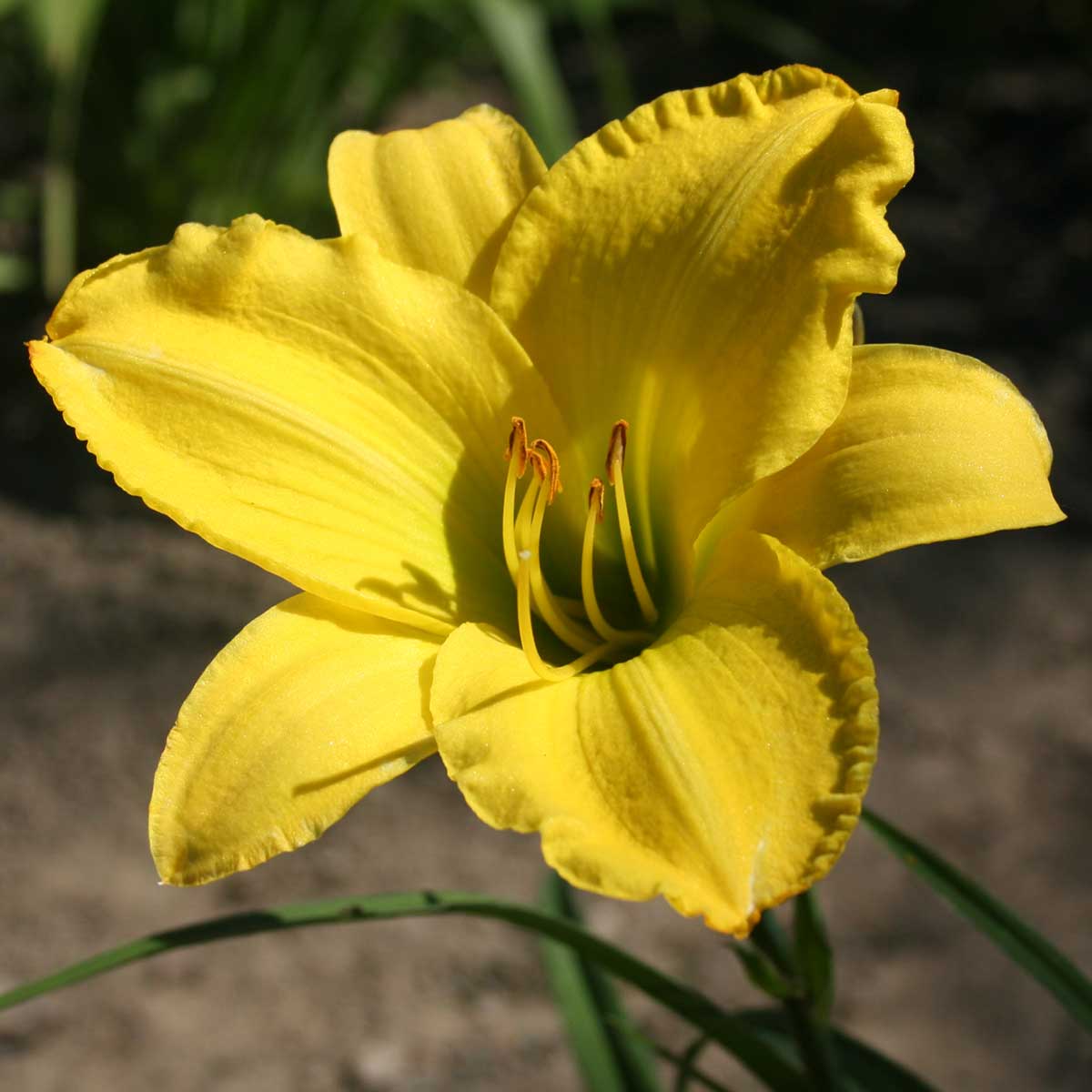 Hemerocallis 'Hudson Valley'<span>Taglilie</span>